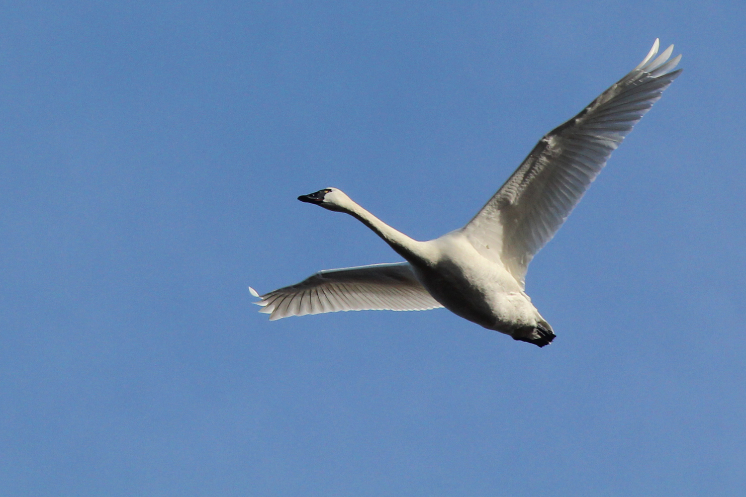 Tundra Swan / 27 Jan / Princess Anne WMA Whitehurst Tract