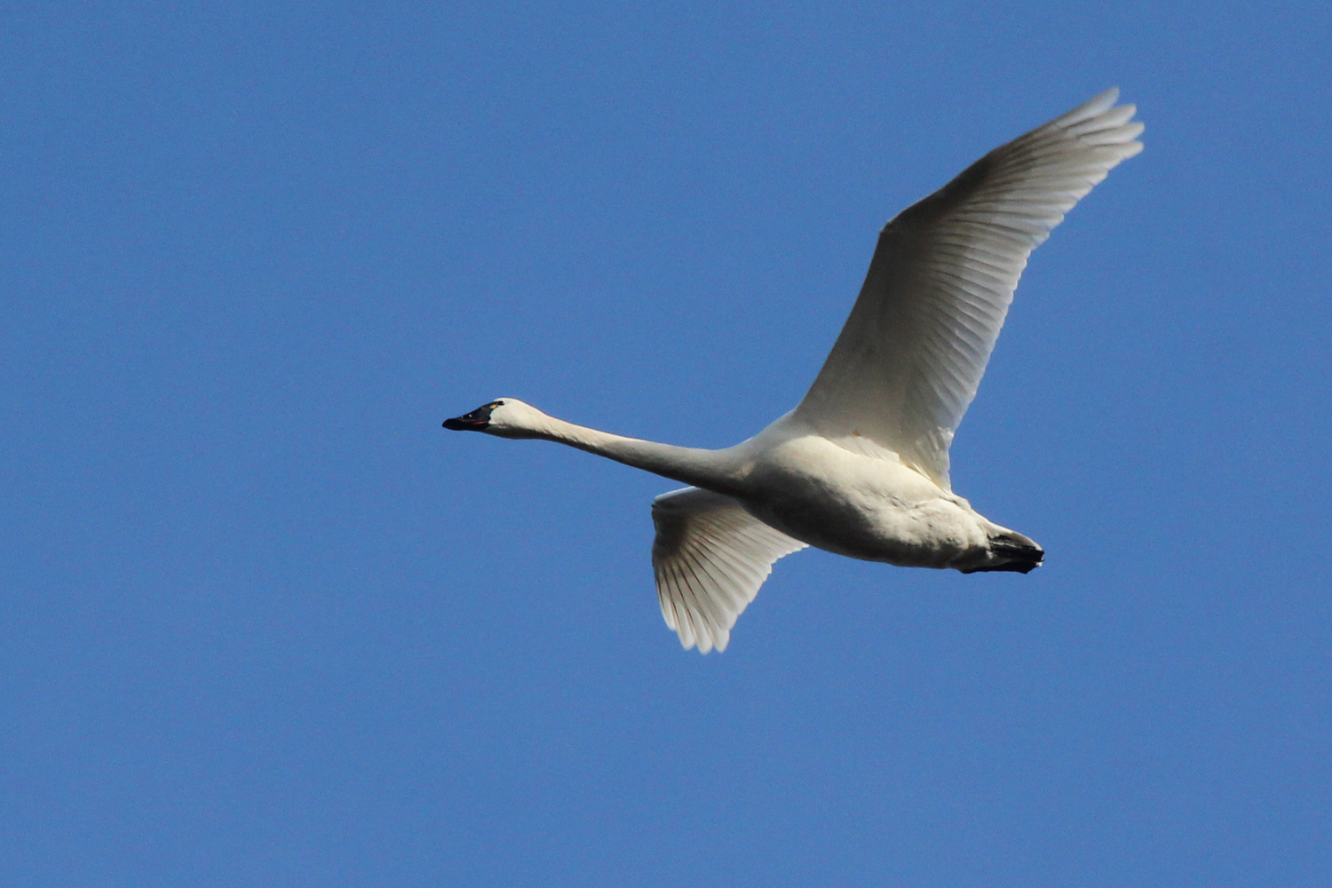 Tundra Swan / 27 Jan / Princess Anne WMA Whitehurst Tract