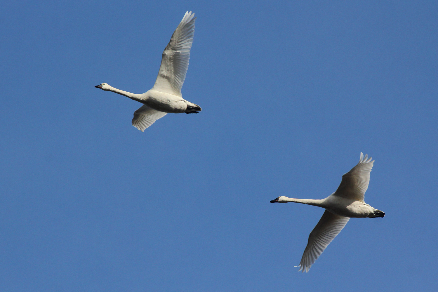 Tundra Swan / 27 Jan / Princess Anne WMA Whitehurst Tract