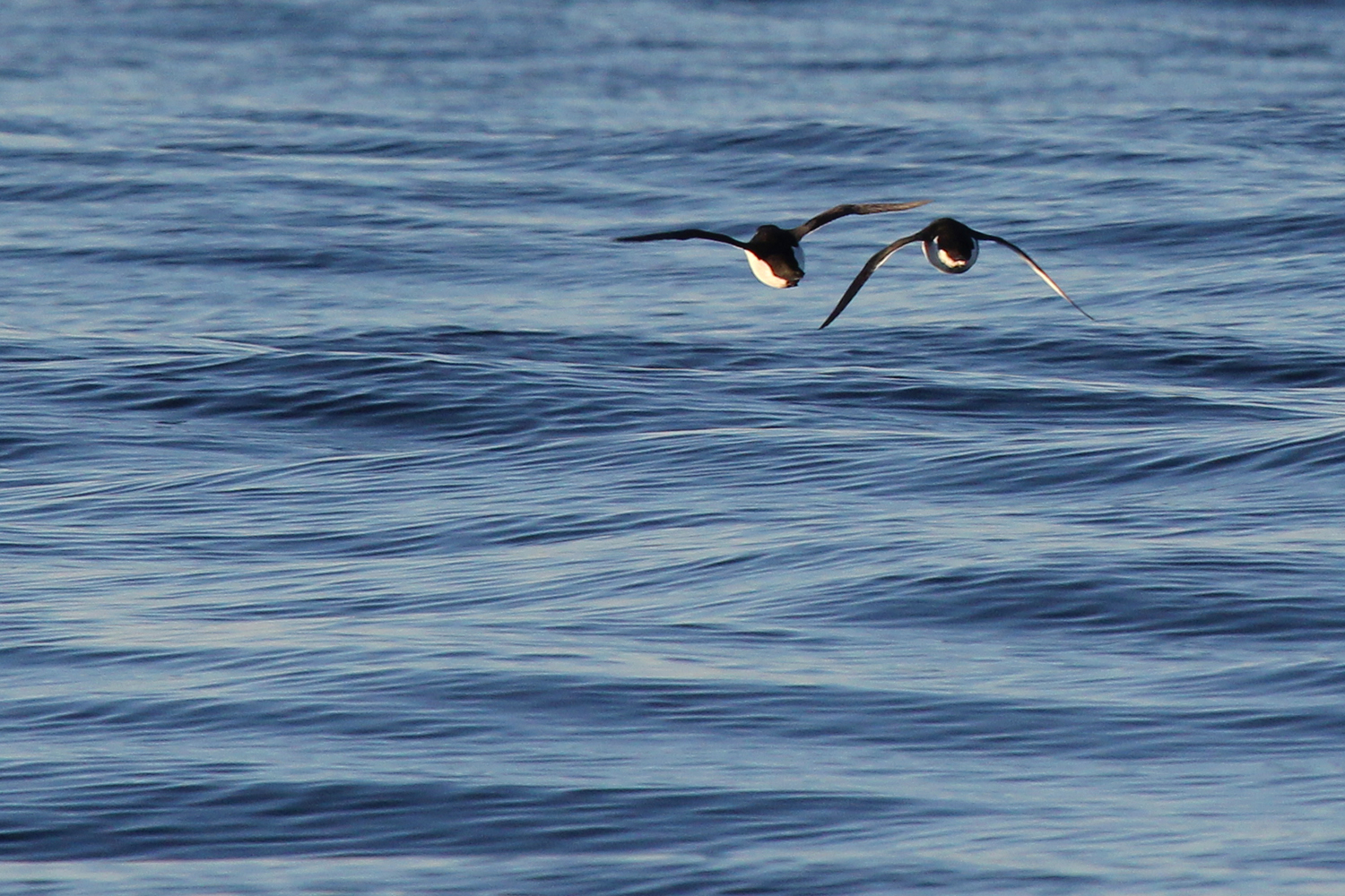 Razorbills / 26 Jan / Offshore Virginia Beach Waters