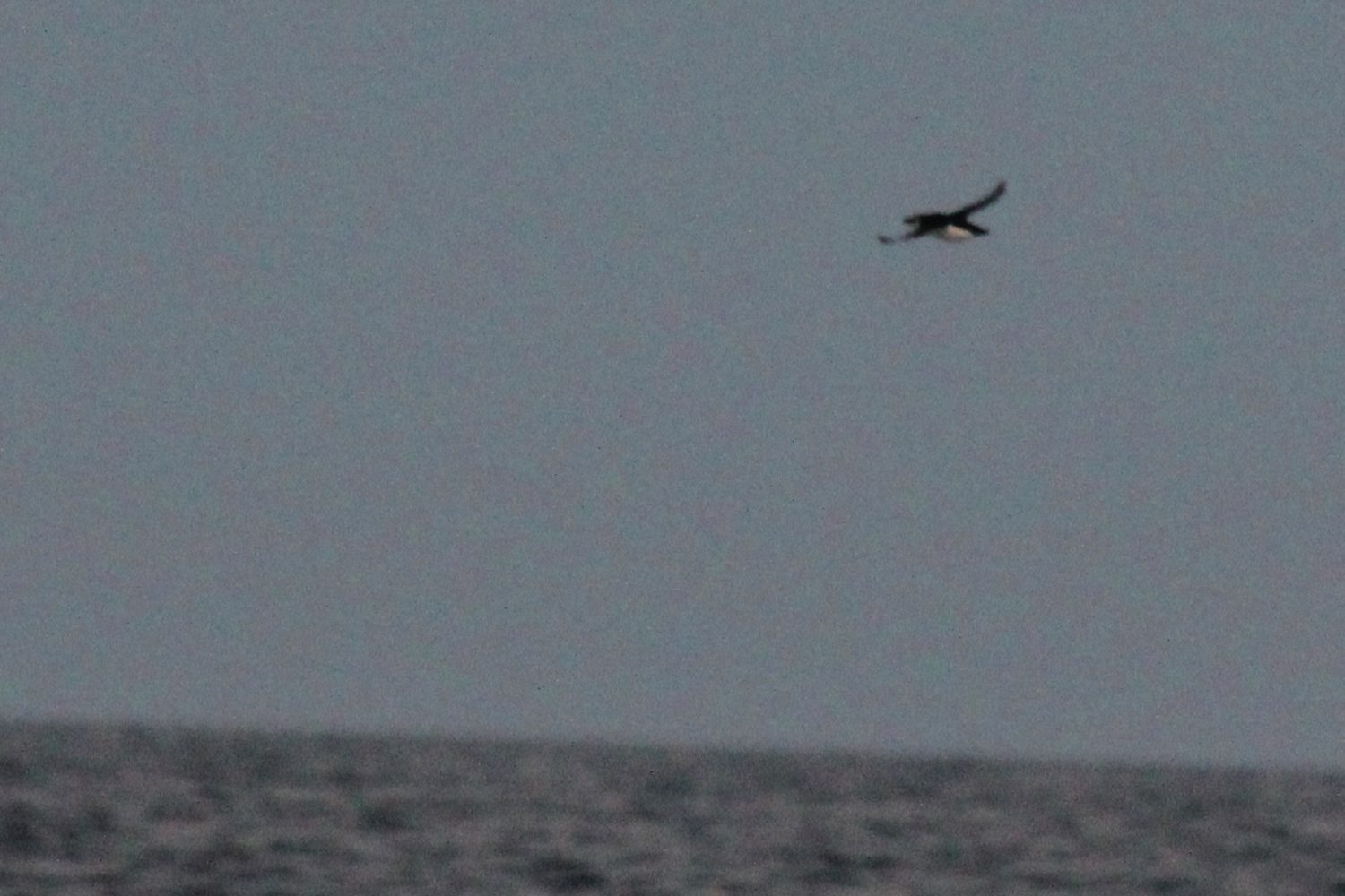 Razorbill / 26 Jan / Offshore Virginia Beach Waters