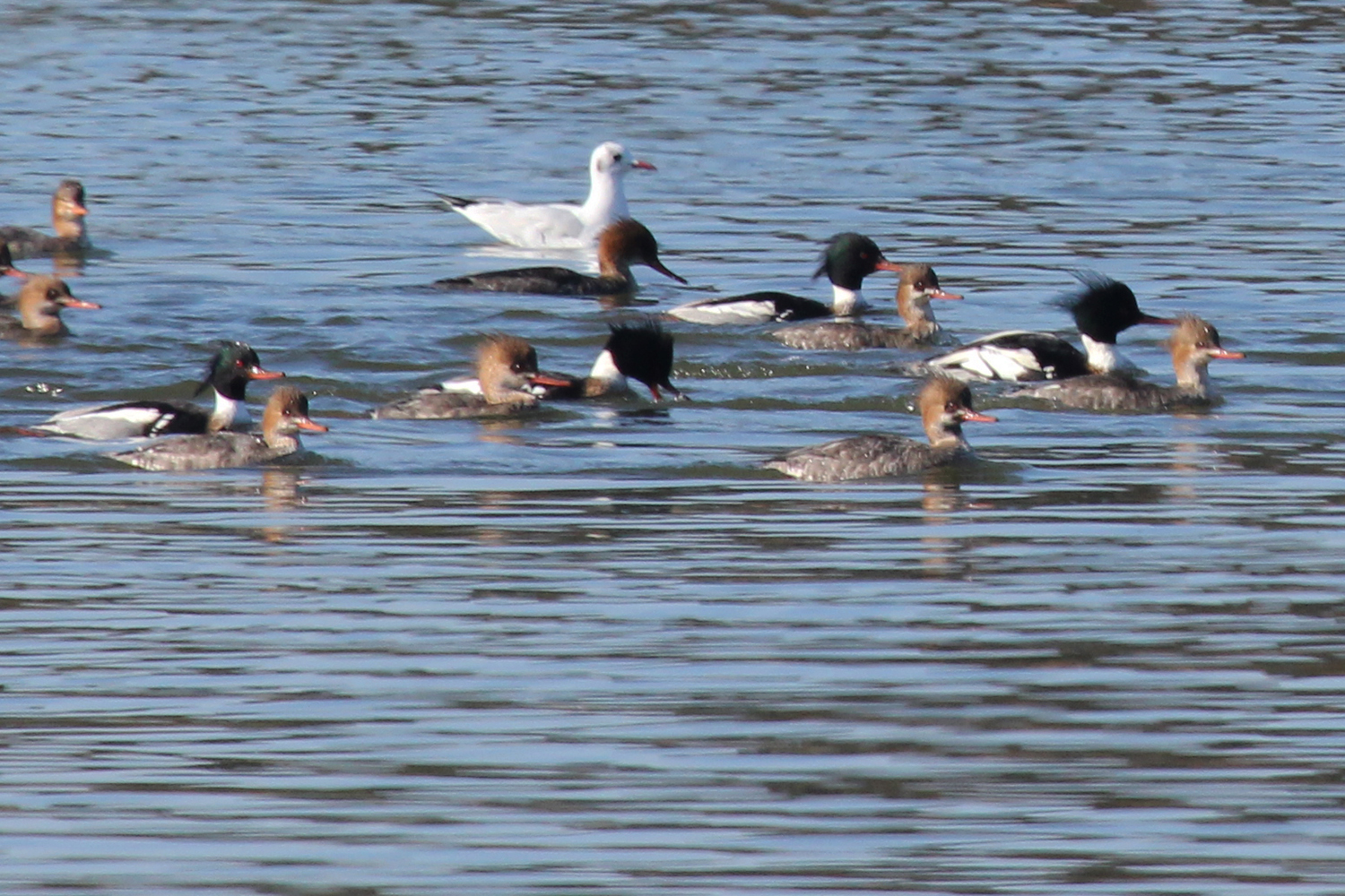 Red-breasted Mergansers &amp; Black-headed Gull / 2 Feb / Pleasure House Point NA