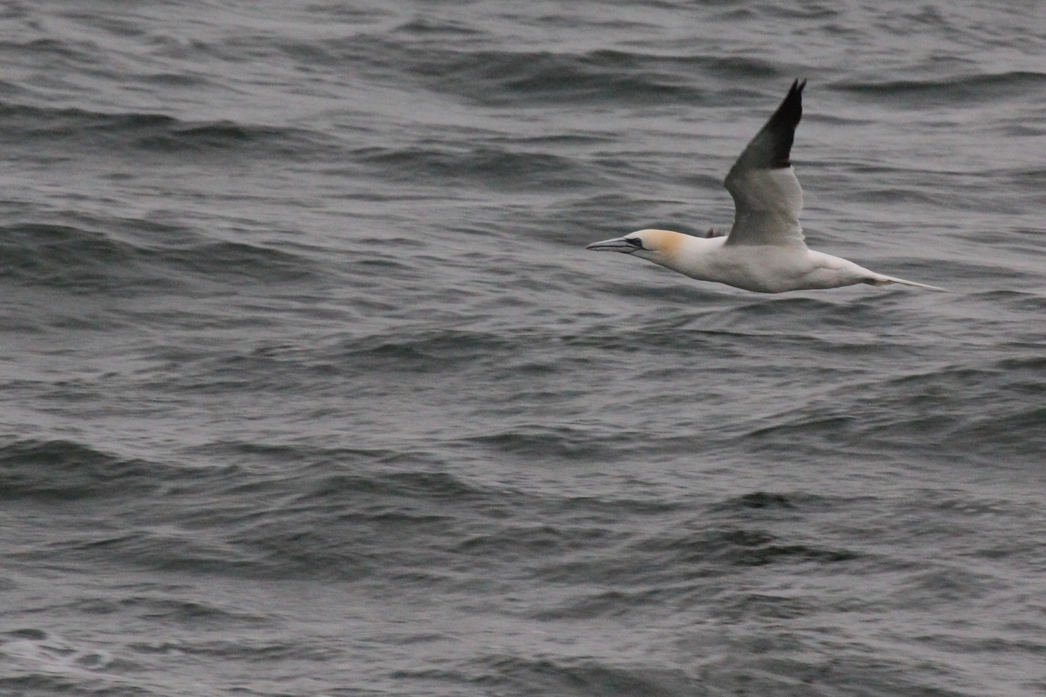 Northern Gannet / 16 Feb / Little Island Park