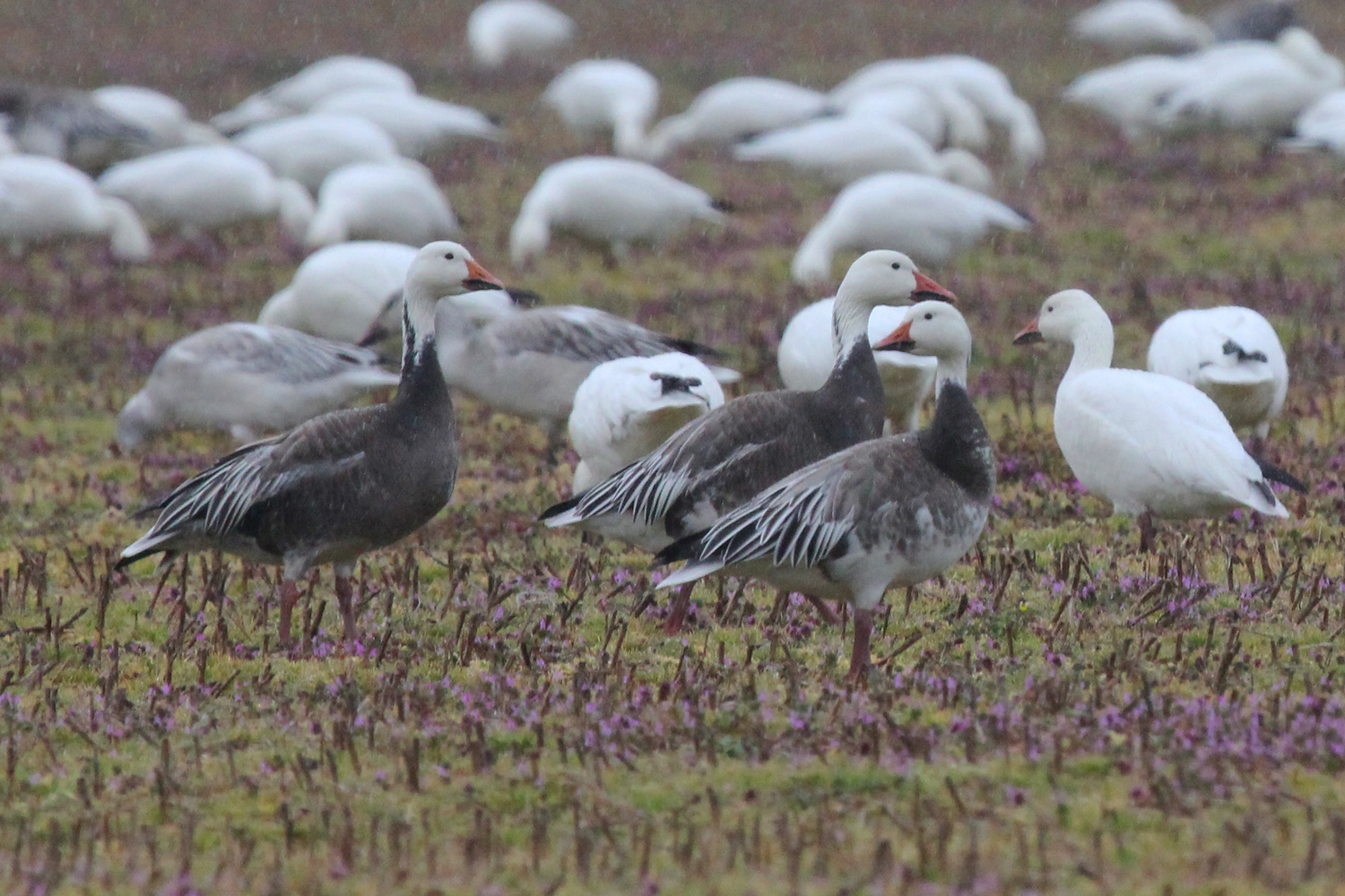 Snow Geese / 16 Feb / Charity Neck Rd.