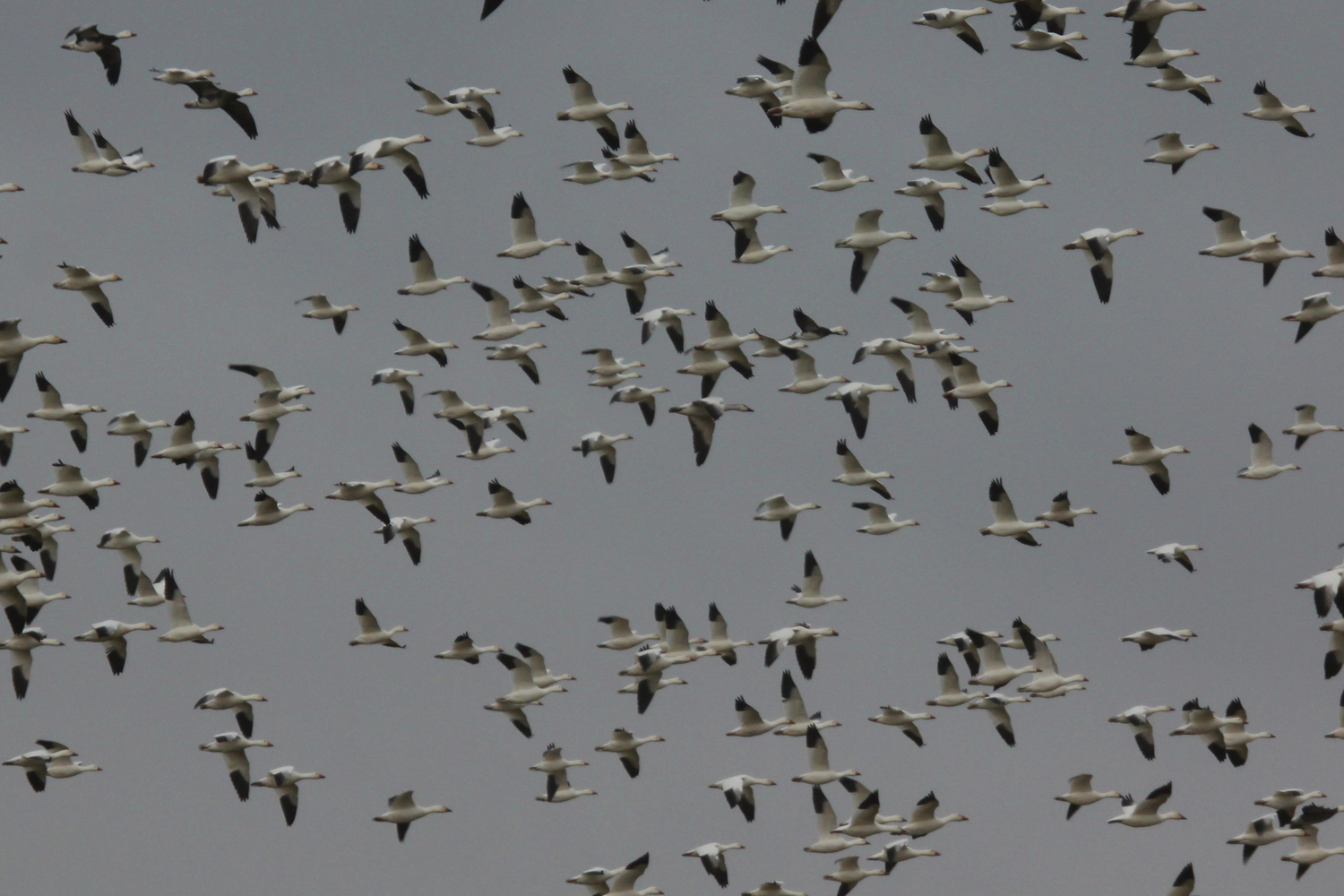 Snow Geese / 16 Feb / Charity Neck Rd.