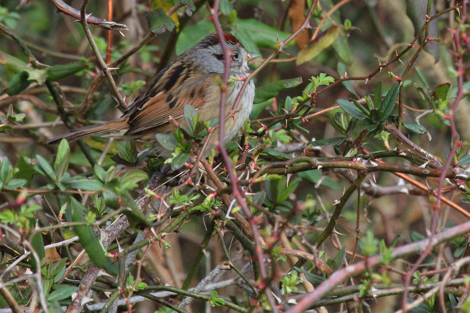 Swamp Sparrow / 17 Feb / Princess Anne WMA Whitehurst Tract