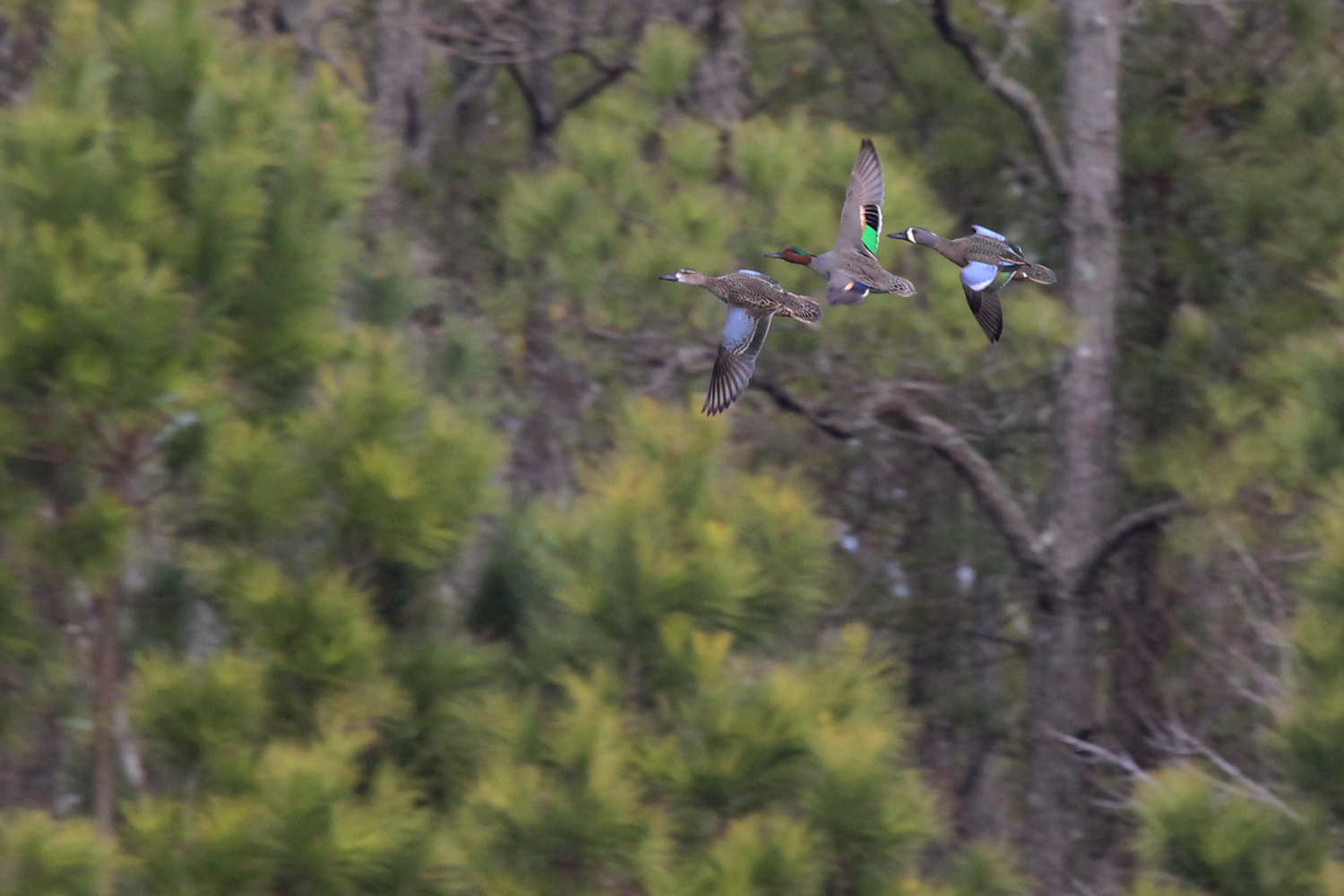 Blue-winged &amp; Green-winged Teal / 17 Feb / Princess Anne WMA Beasley Tract