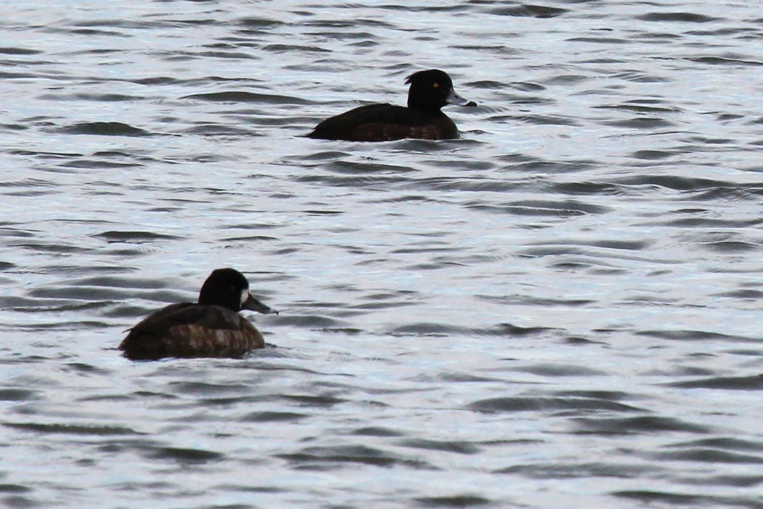 Tufted Duck &amp; Lesser Scaup / 19 Feb / Chartway Federal Credit Union lake