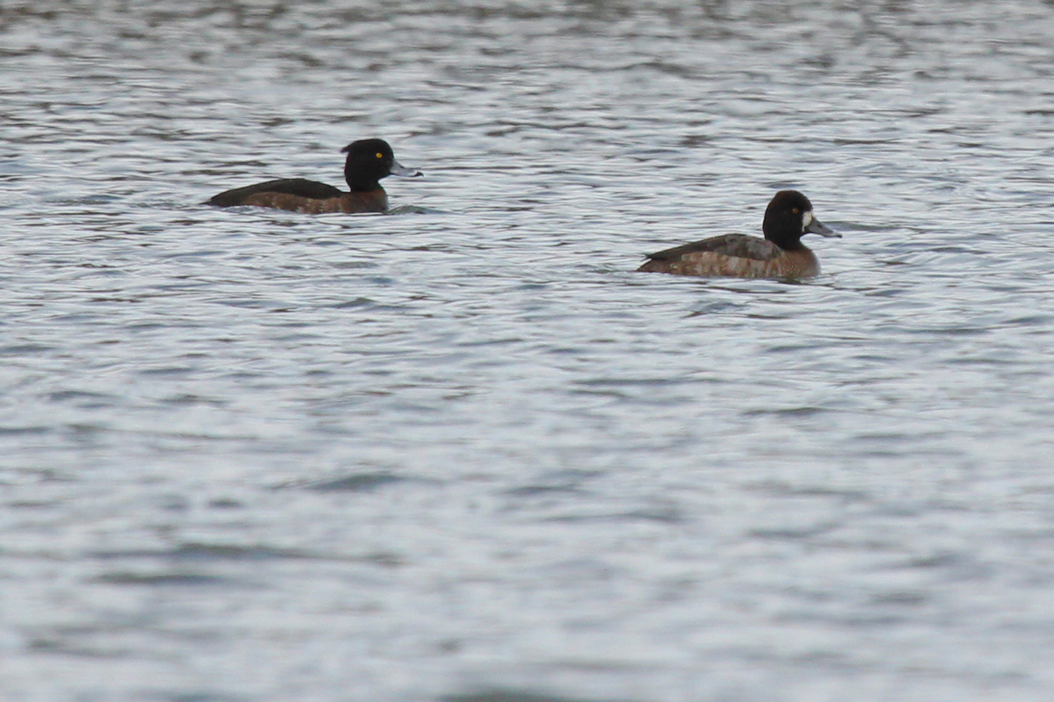 Tufted Duck &amp; Lesser Scaup / 19 Feb / Chartway Federal Credit Union lake