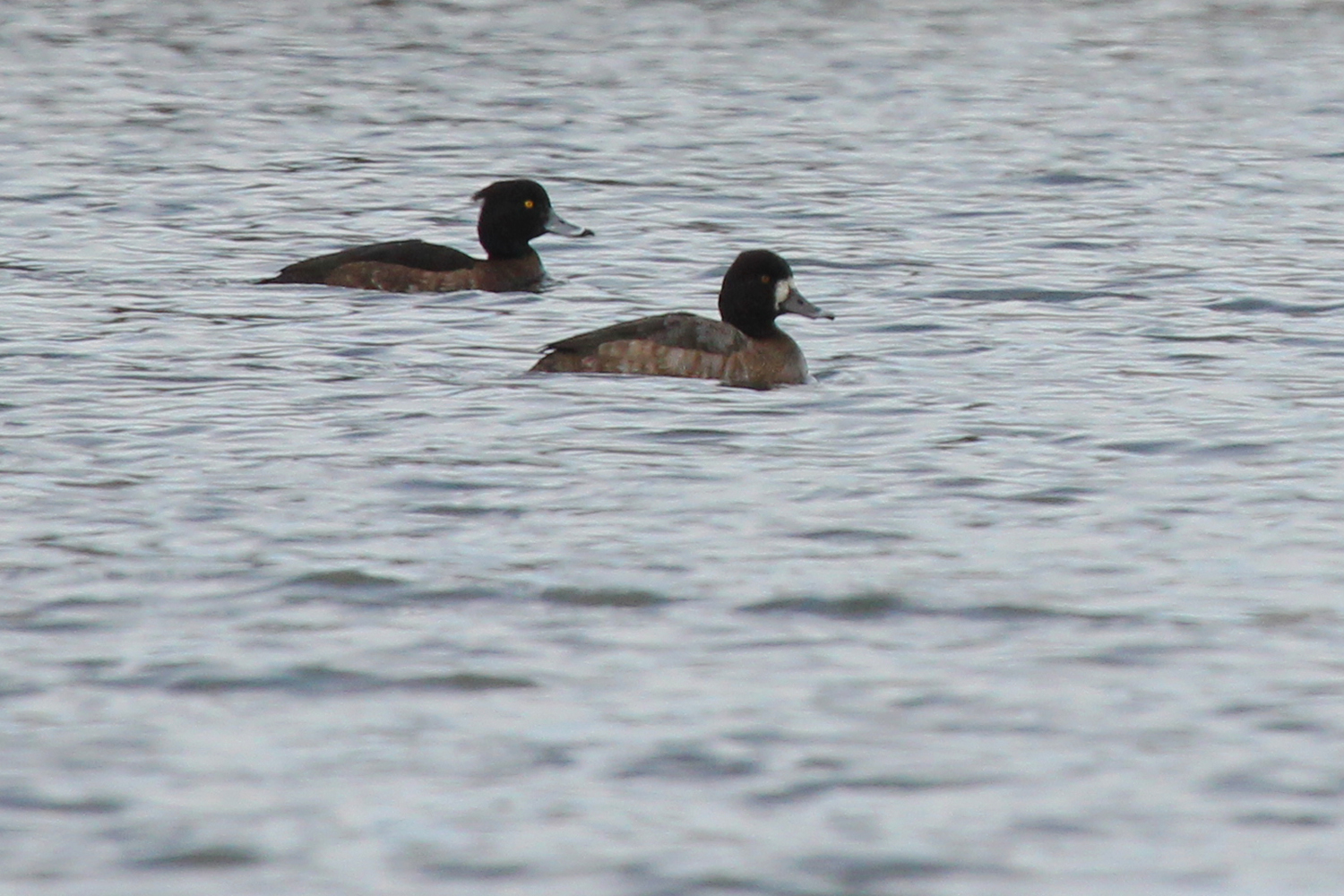 Tufted Duck &amp; Lesser Scaup / 19 Feb / Chartway Federal Credit Union lake