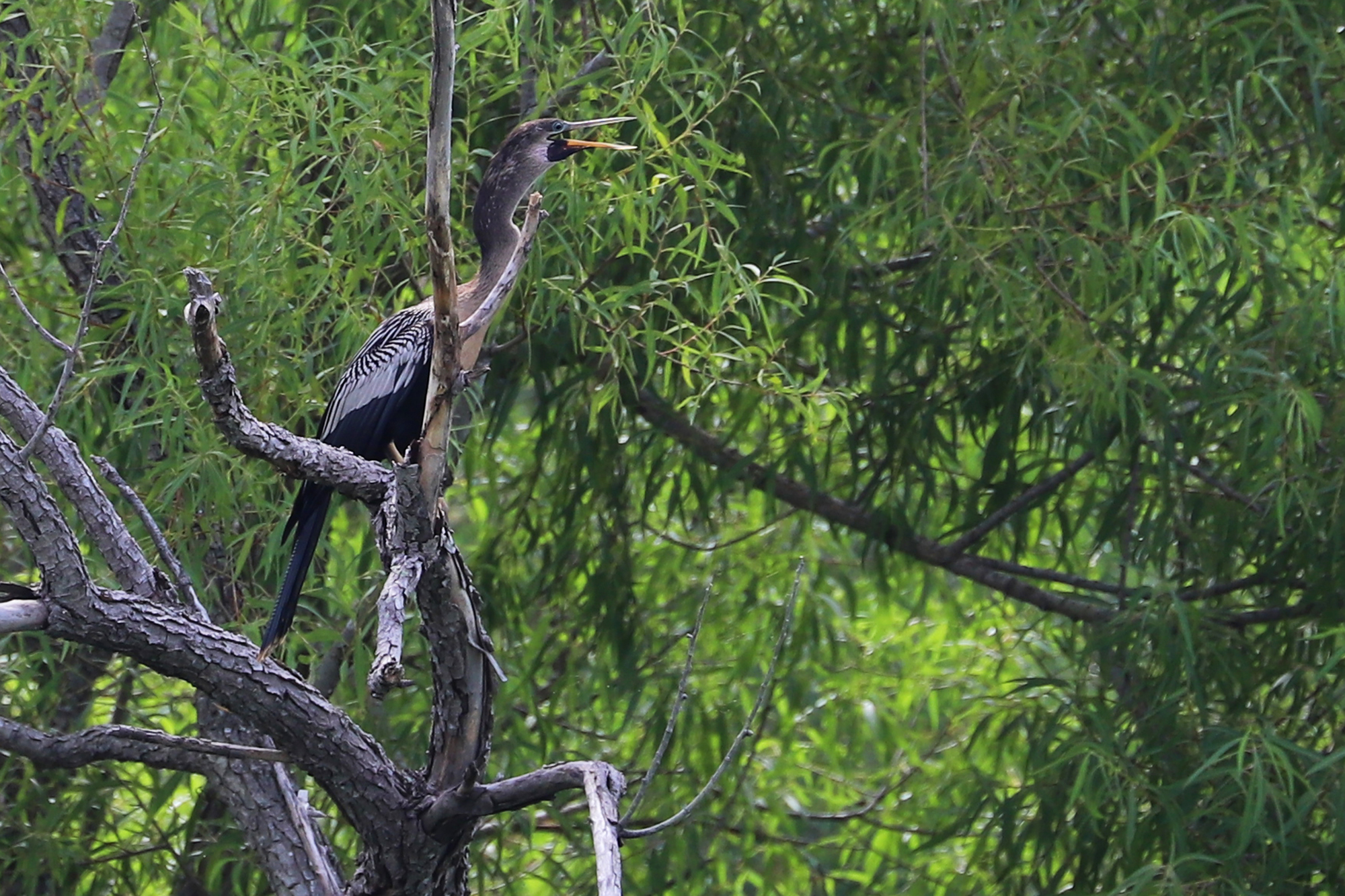 Anhinga / 4 Jul / Rock Creek Recreation Area (Private)