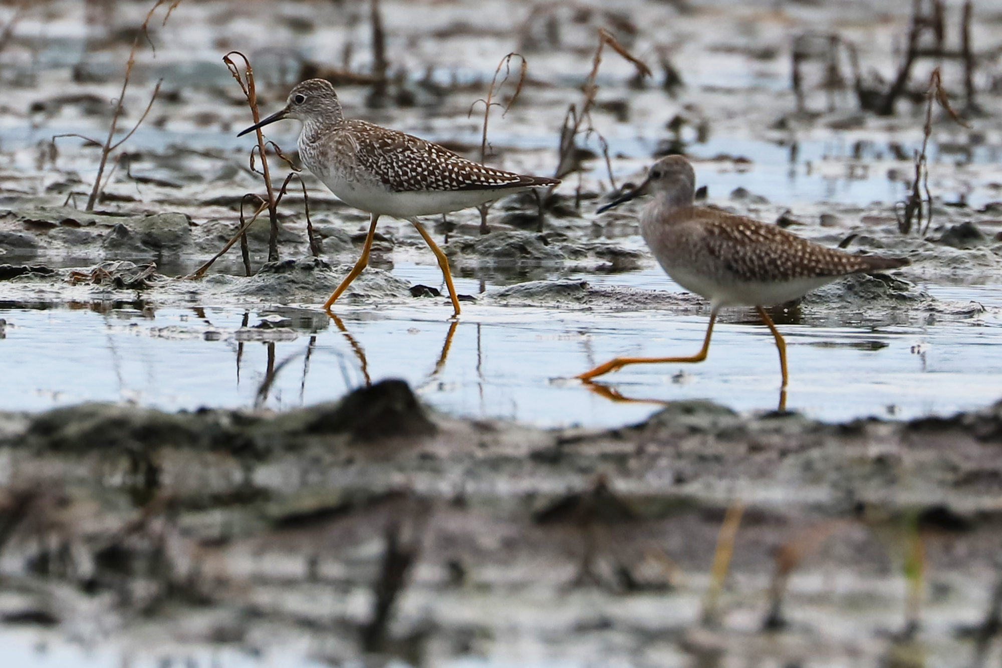  Lesser Yellowlegs 