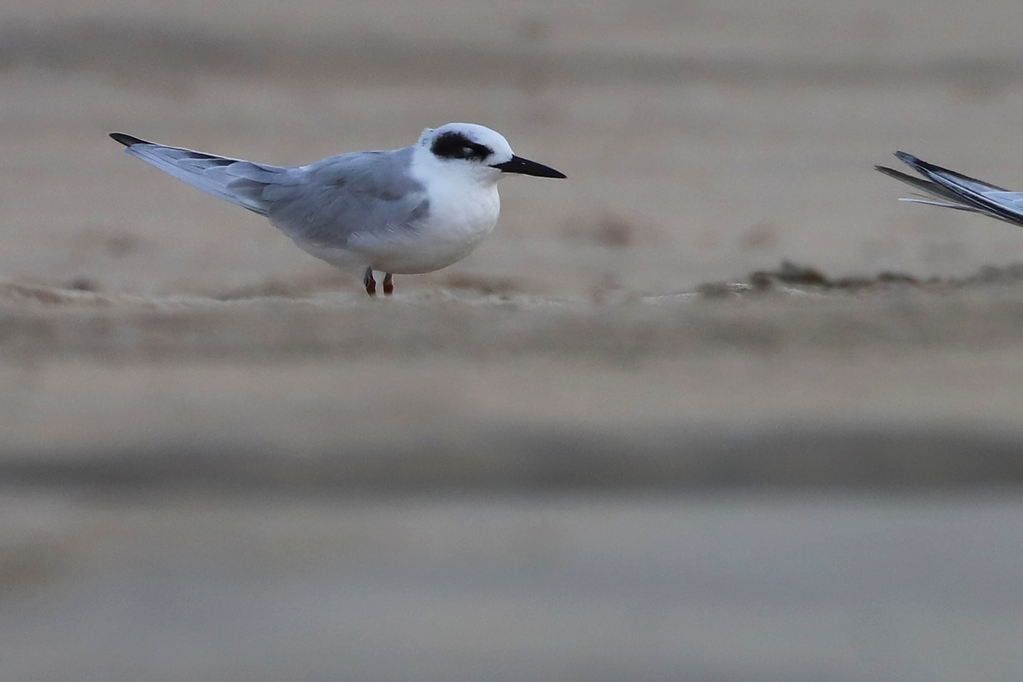  Forster’s Tern 