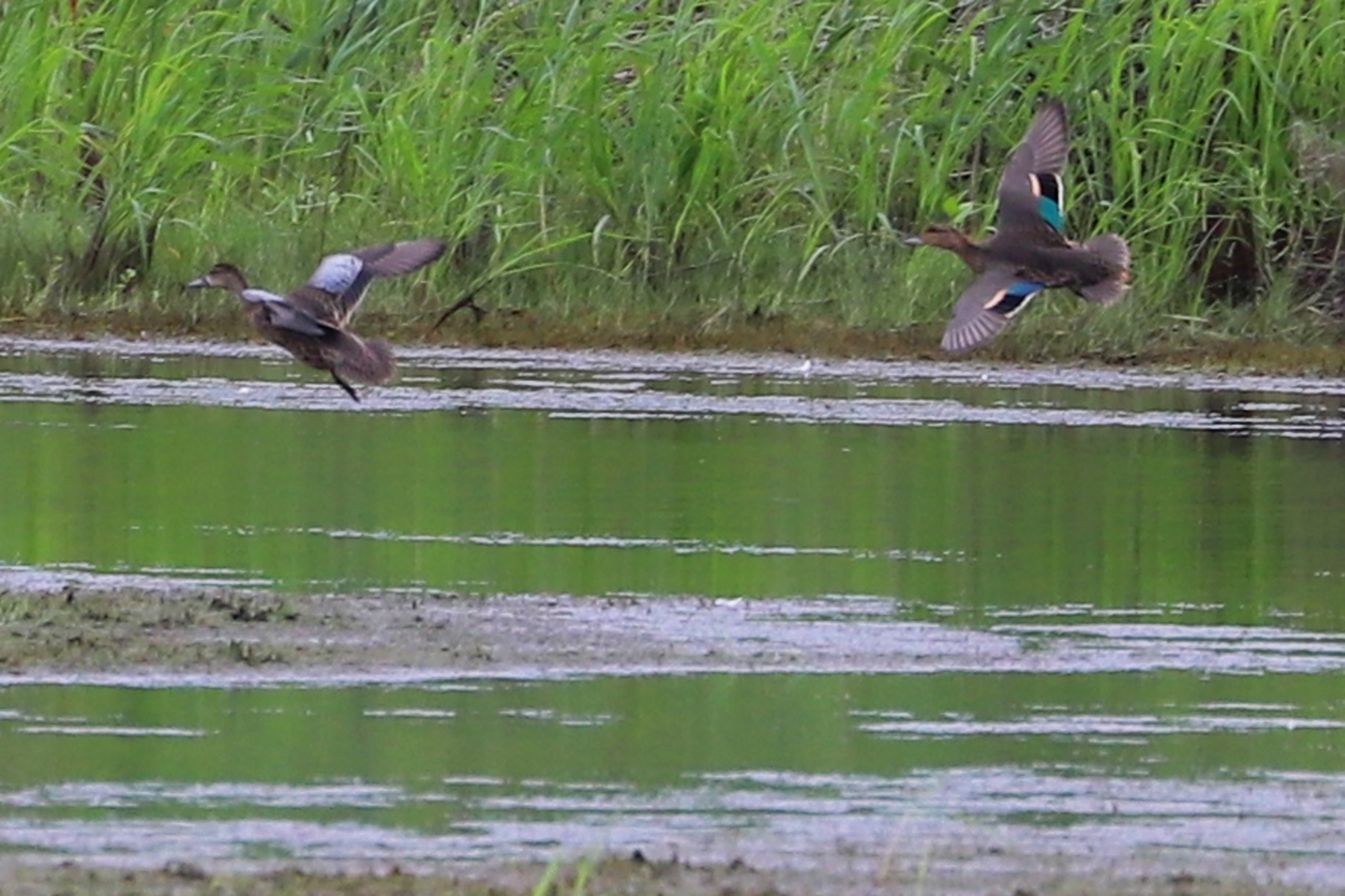  The earliest fall arrivals for Waterfowl (like these Blue &amp; Green-winged Teal) have begun showing up locally, and are now bolstering the very few species that were found in June &amp; July; please click this photo to advance to the next! 