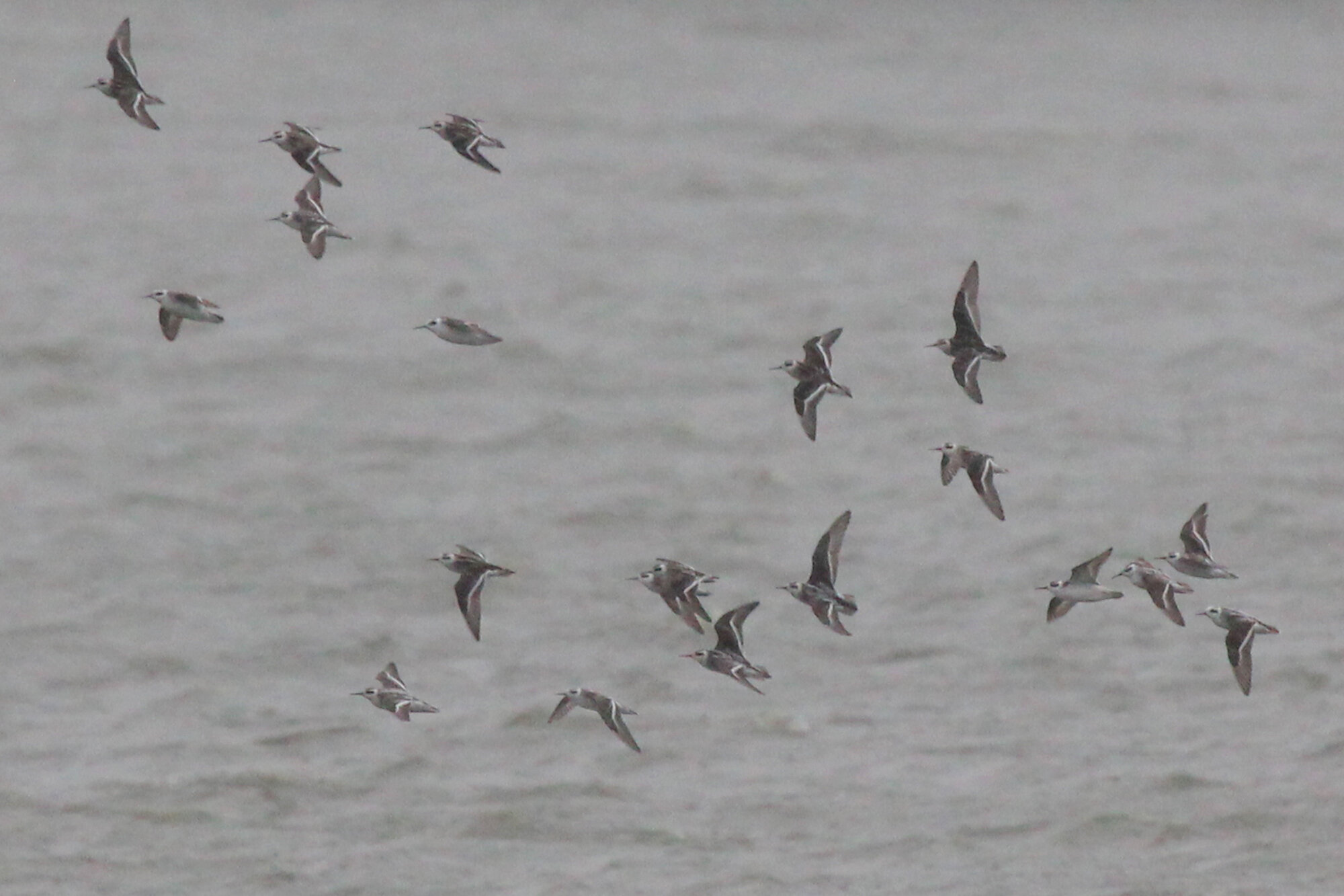  Red-necked Phalaropes / Little Creek Reservoir / 6 Sep 