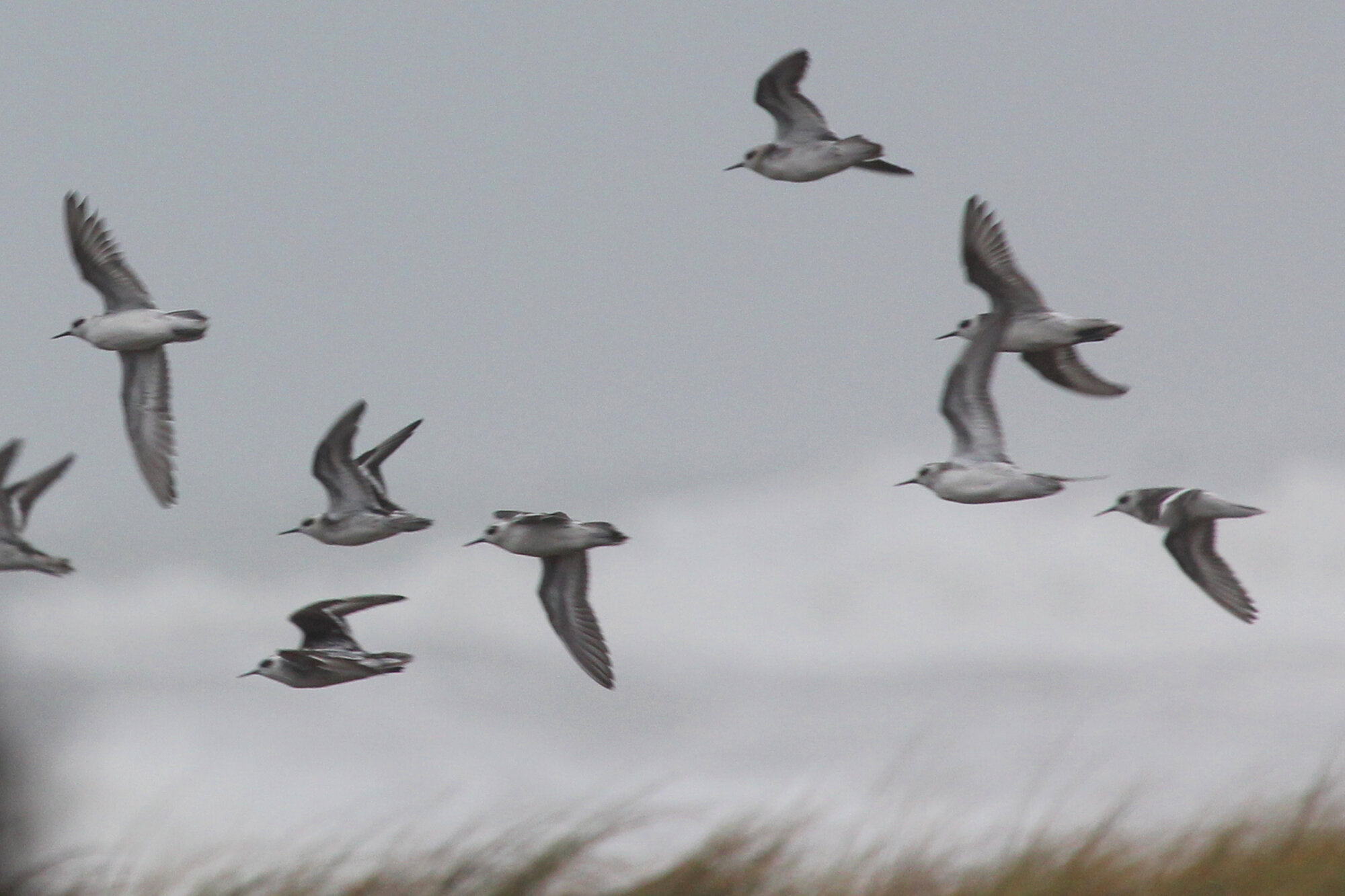  Red-necked Phalaropes / Fort Story JEB / 6 Sep 