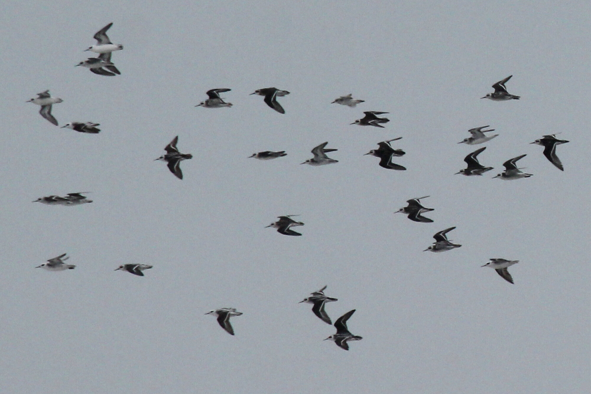  Red-necked Phalaropes / Fort Story JEB / 6 Sep 