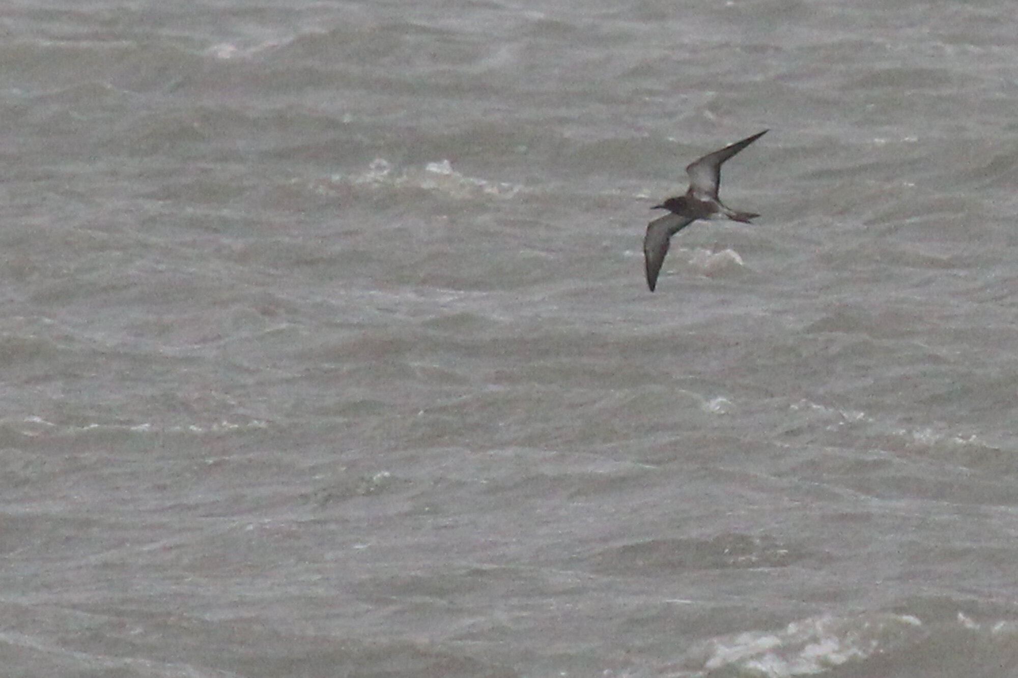  Sooty Tern / Lynnhaven Inlet / 6 Sep 