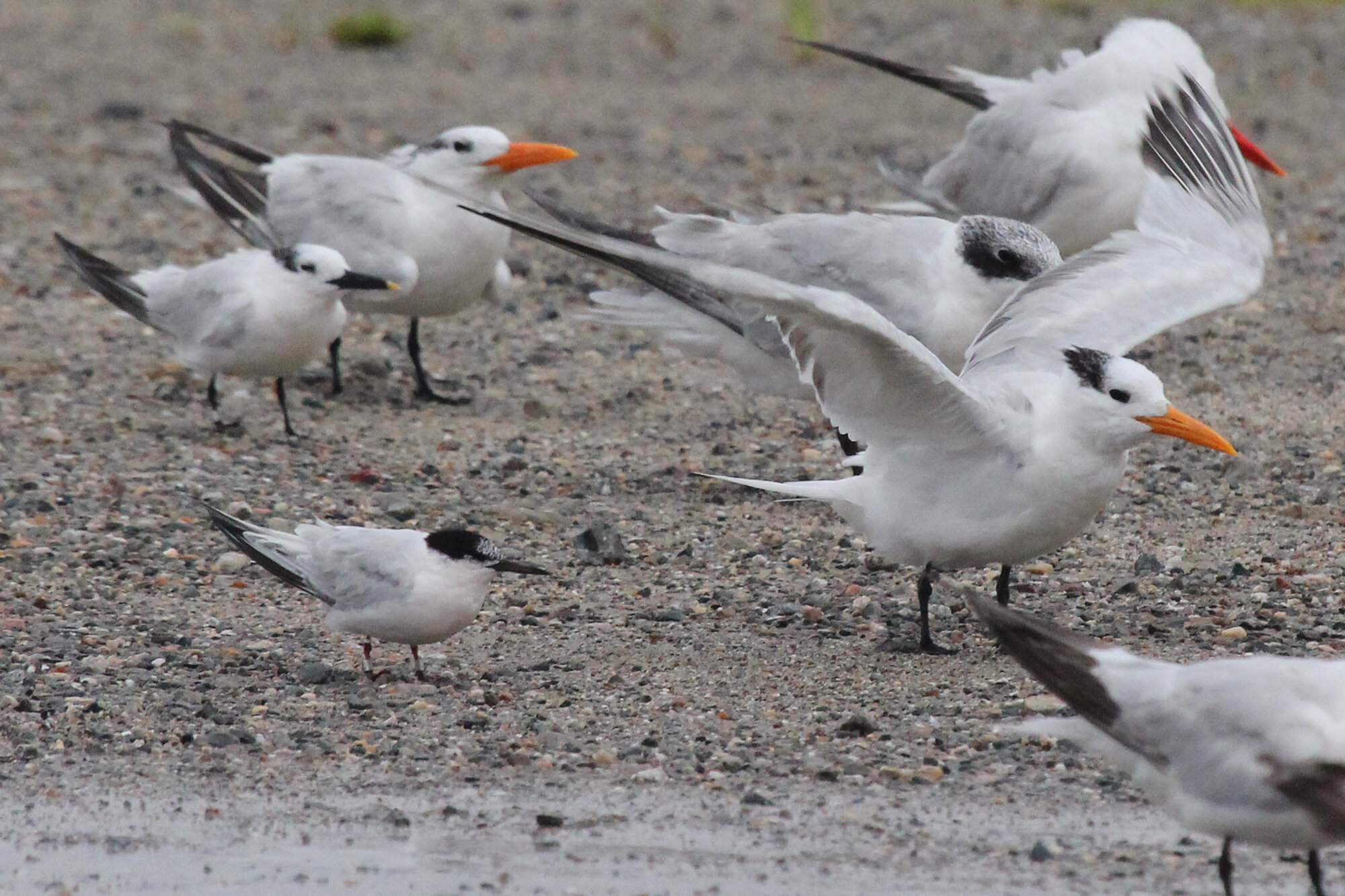  Sandwich Tern, Royal Terns, Roseate Tern, Caspian Terns / Lynnhaven Boat Ramp / 6 Sep 