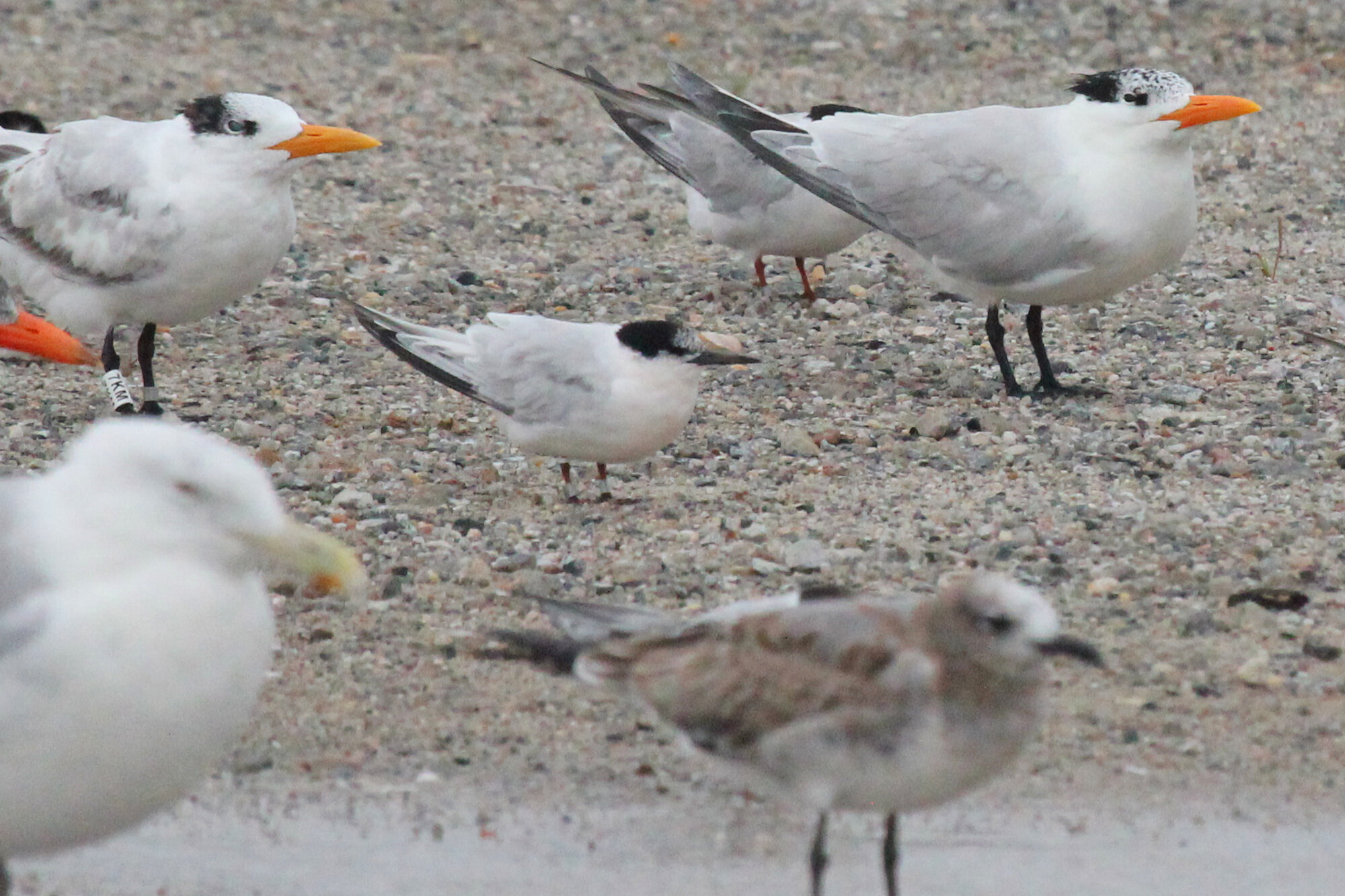  Caspian Tern, Royal Terns, Herring Gull, Roseate Tern, Common Tern &amp; Laughing Gull / Lynnhaven Boat Ramp / 6 Sep 