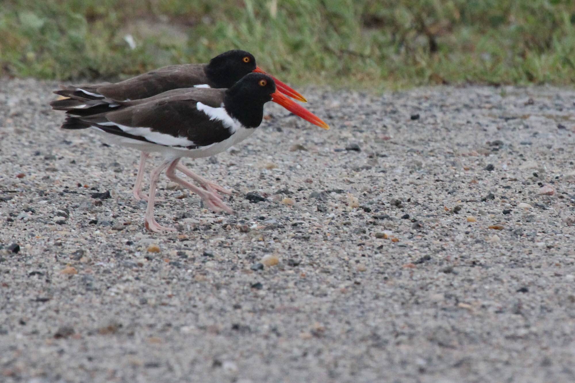  American Oystercatchers / Lynnhaven Boat Ramp / 6 Sep 