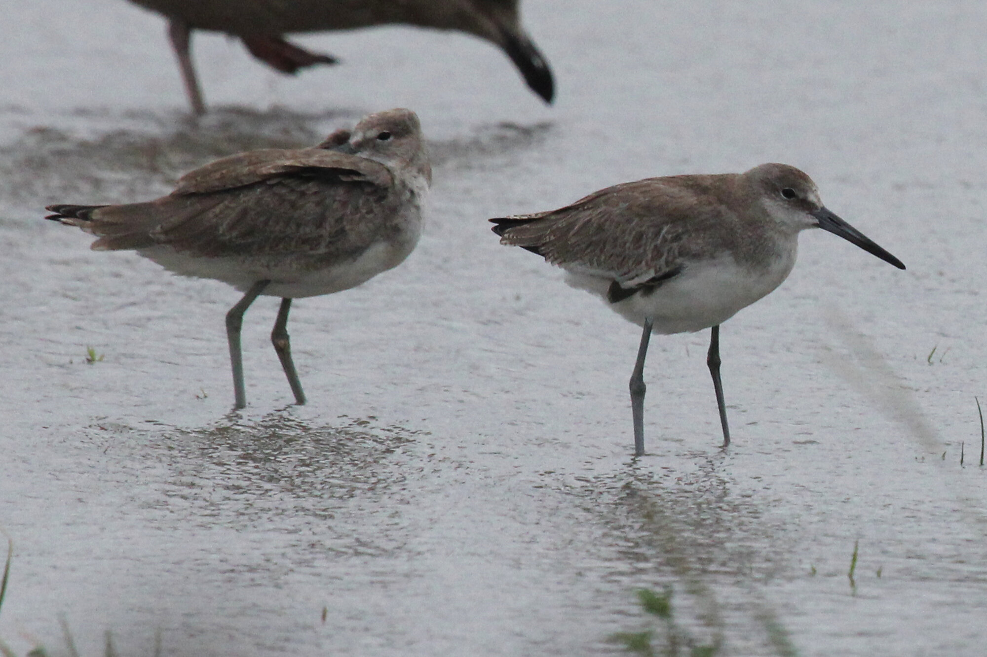  Herring Gull &amp; Willets / Lynnhaven Boat Ramp / 6 Sep 