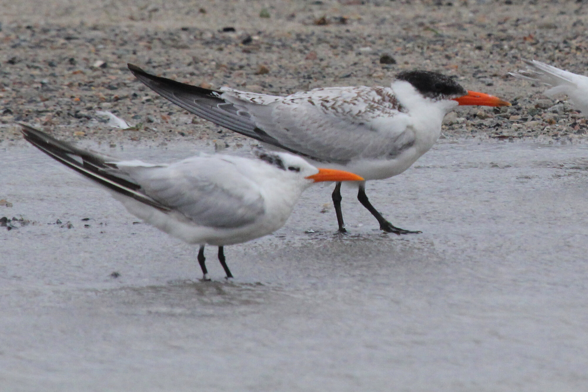  Royal &amp; Caspian Terns / Lynnhaven Boat Ramp / 6 Sep 