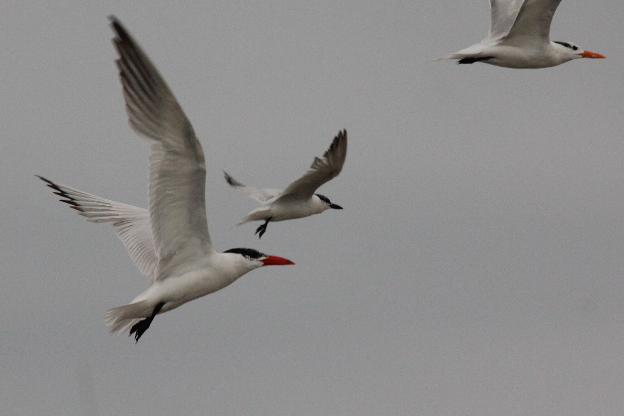  Caspian, Gull-billed &amp; Royal Terns / Lynnhaven Boat Ramp / 6 Sep 