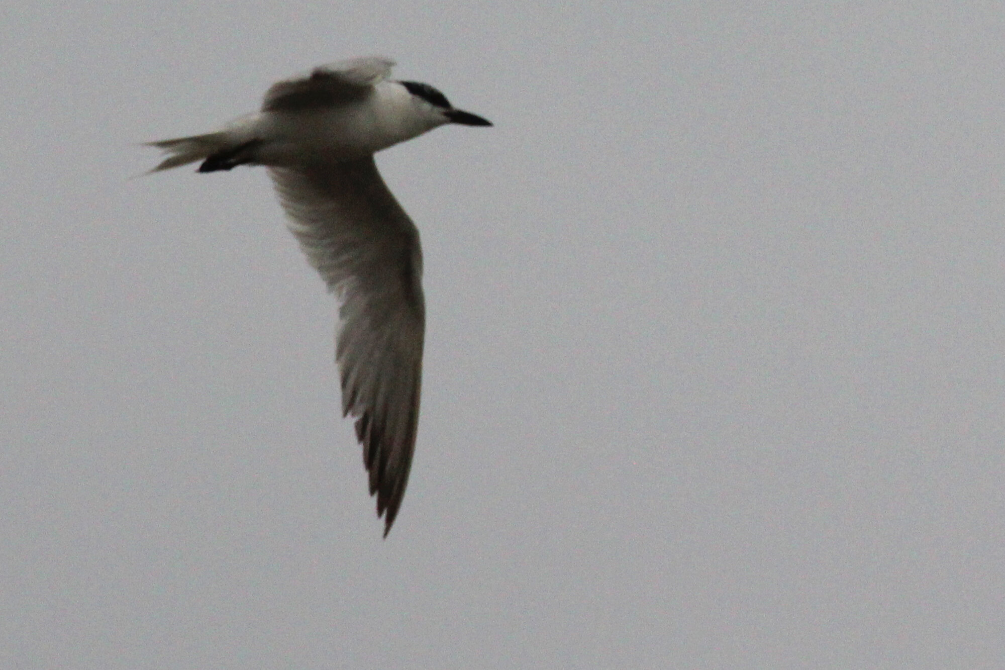  Gull-billed Tern / Lynnhaven Boat Ramp / 6 Sep 