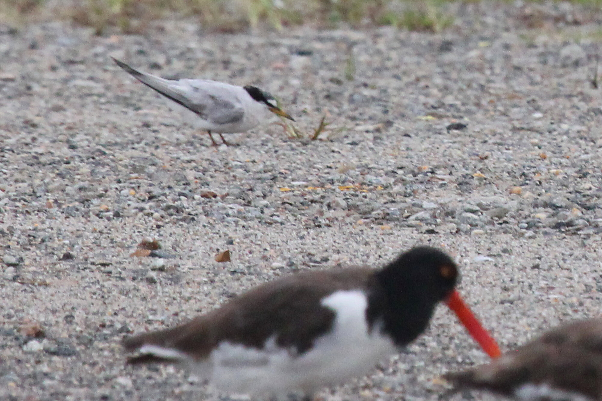  Least Tern &amp; American Oystercatchers / Lynnhaven Boat Ramp / 6 Sep 