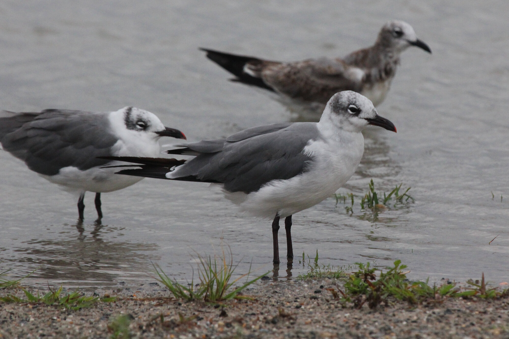  Laughing Gulls / Lynnhaven Boat Ramp / 6 Sep 