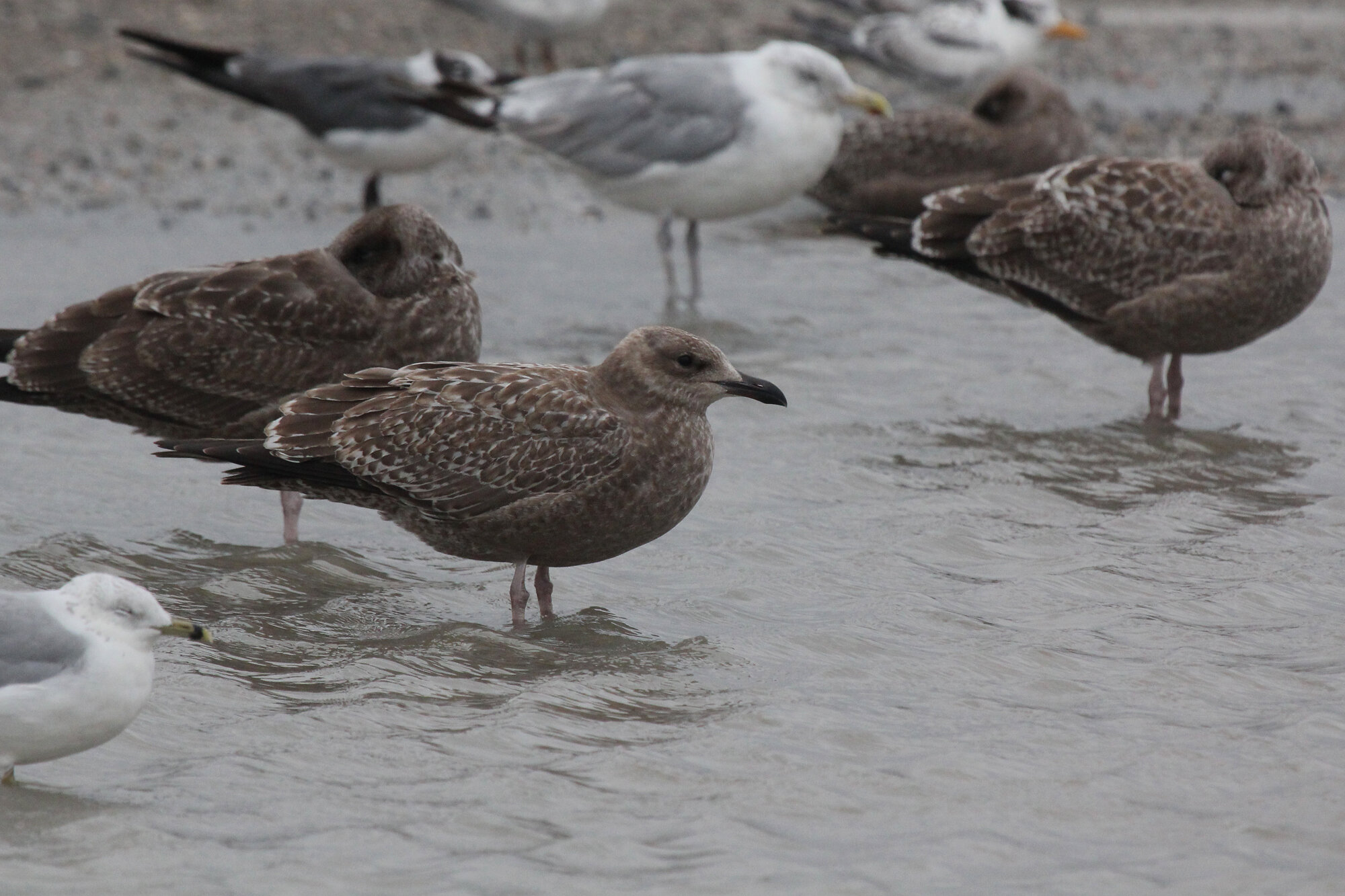  Herring, Laughing, Ring-billed Gulls &amp; Royal Tern / Lynnhaven Boat Ramp / 6 Sep 