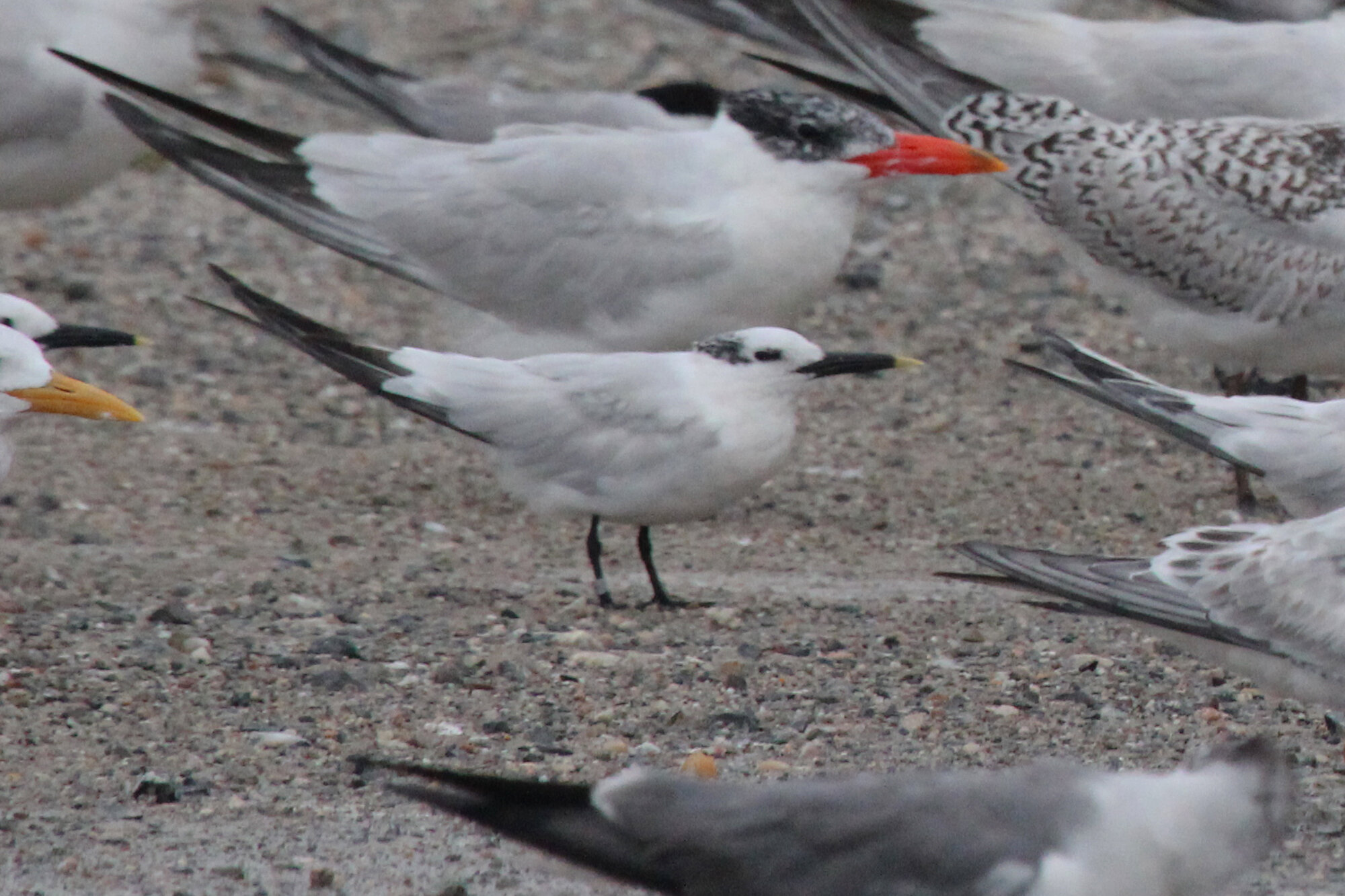  Caspian, Common, Royal, Sandwich Terns &amp; Laughing Gull / Lynnhaven Boat Ramp / 6 Sep 