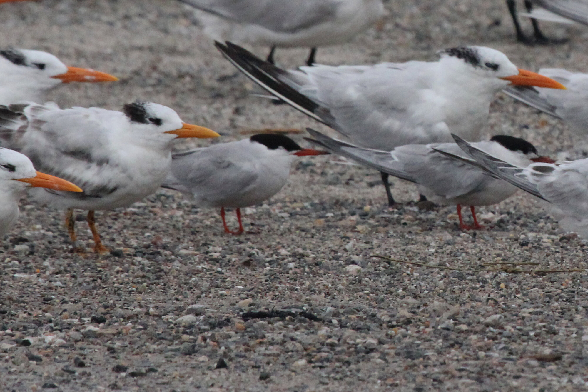  Common &amp; Royal Terns / Lynnhaven Boat Ramp / 6 Sep 