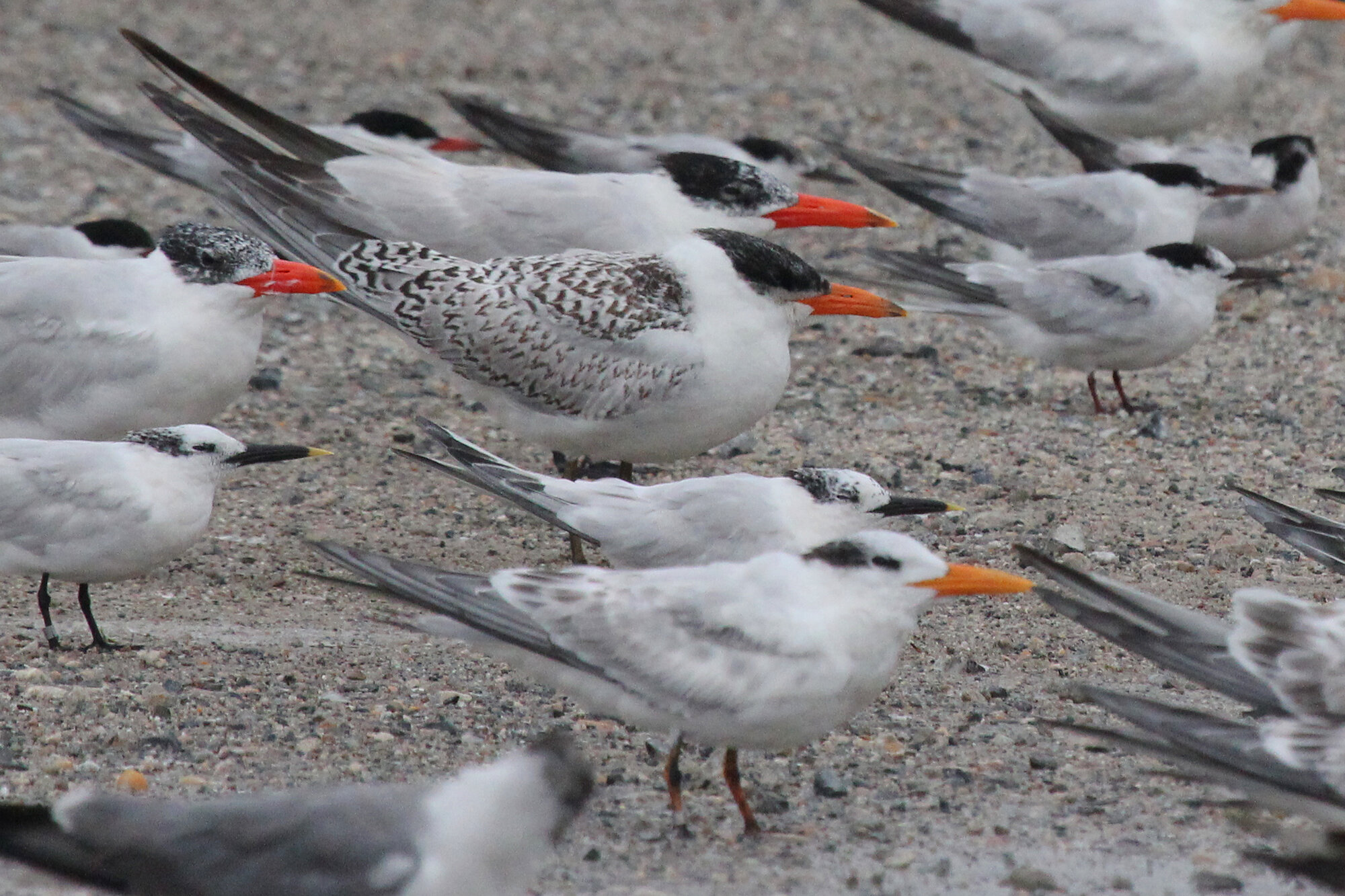  Mixed tern flock on the large storm roost at Lynnhaven Boat Ramp during Hurricane Dorian’s passage; please click this photo to advance to the next, all of these photographs were taken on 6 Sep during the storm! 