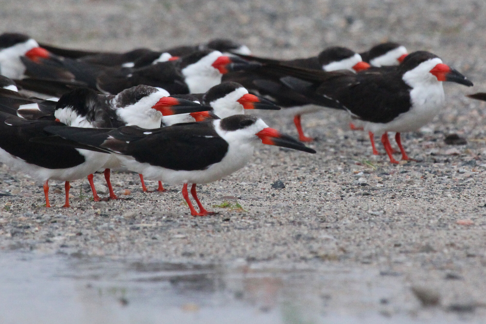  Black Skimmers / Lynnhaven Boat Ramp / 6 Sep 