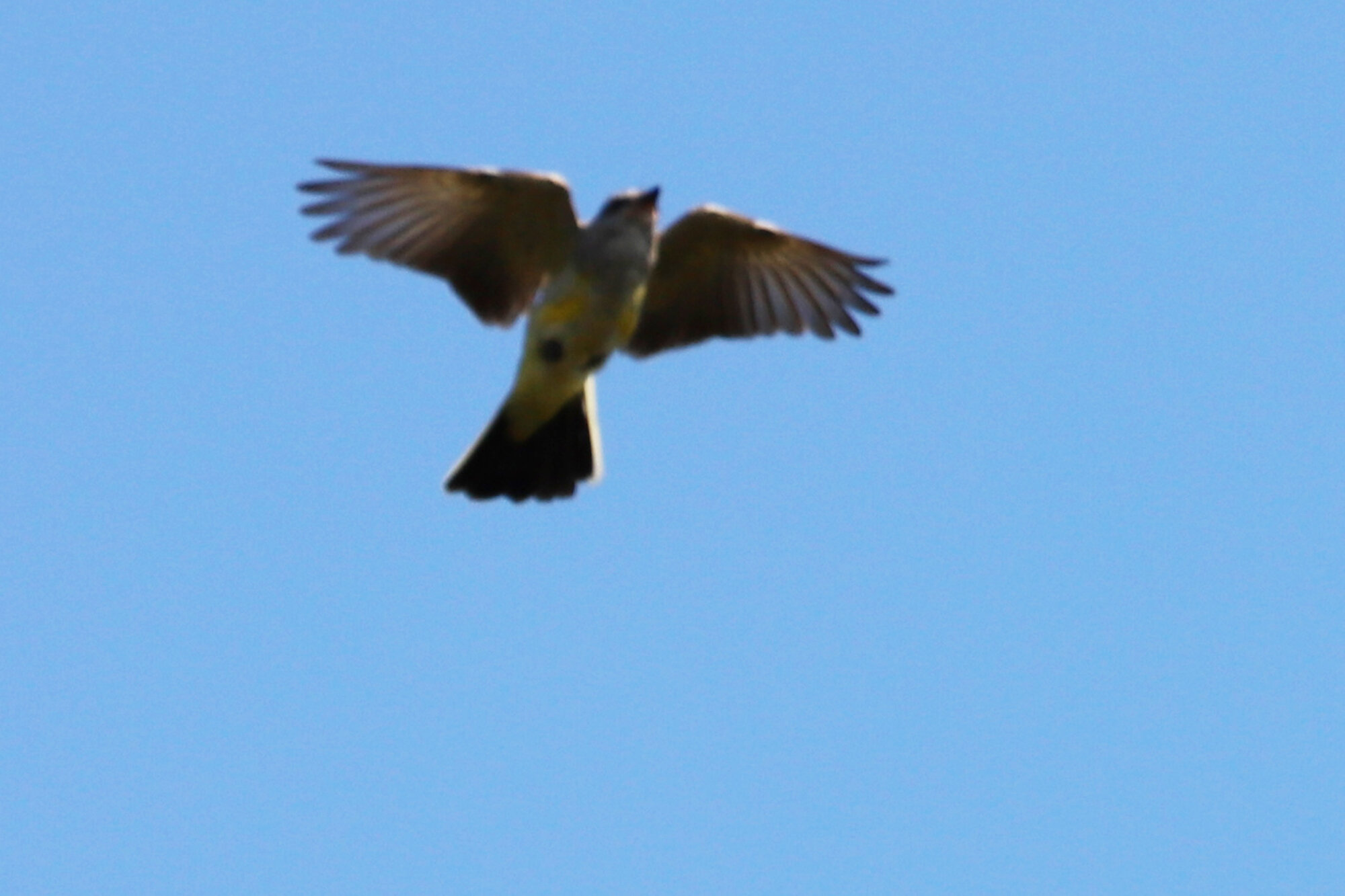  Western Kingbird / Back Bay NWR / 22 Sep 