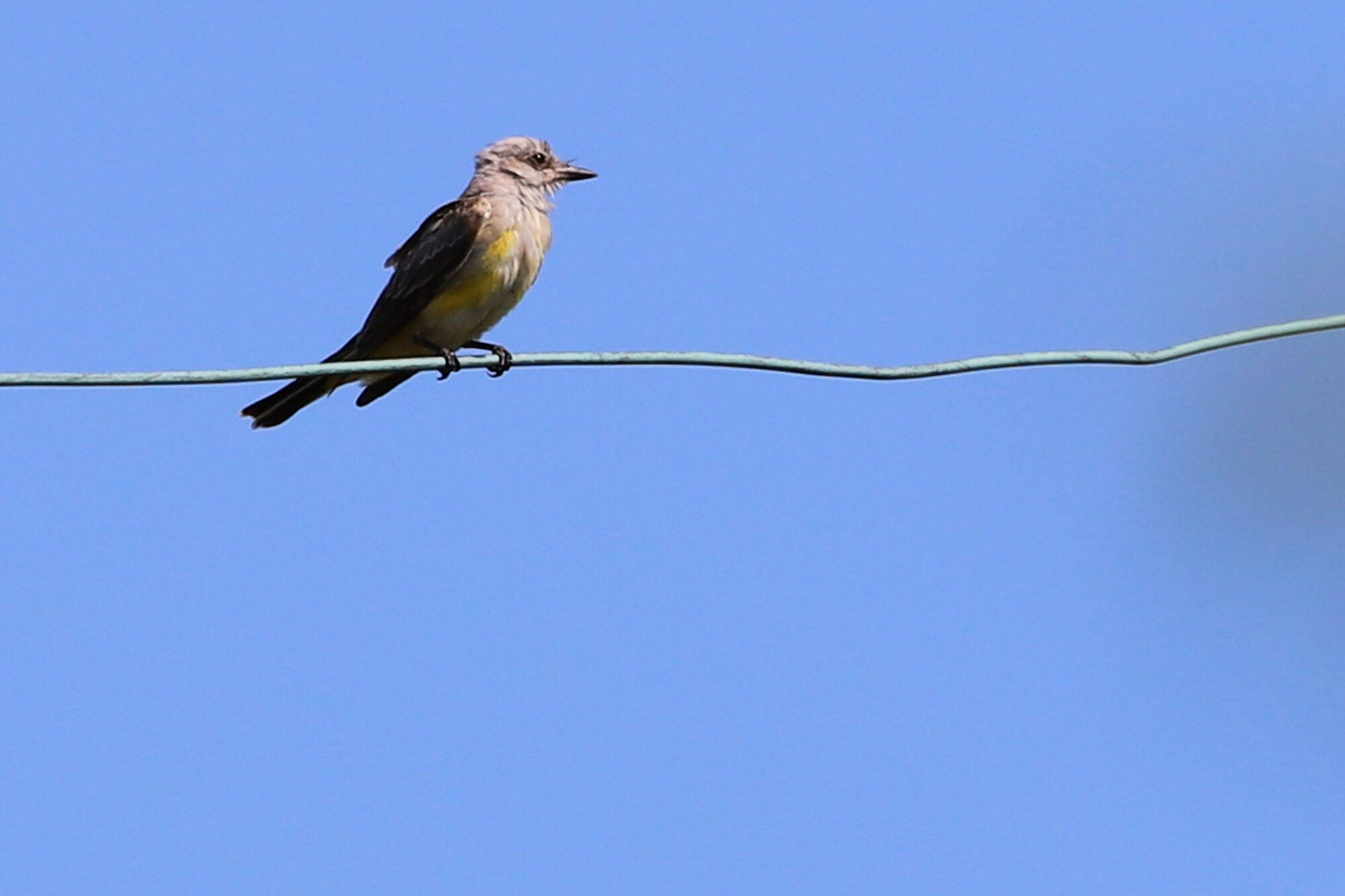  Western Kingbird / Back Bay NWR / 22 Sep 