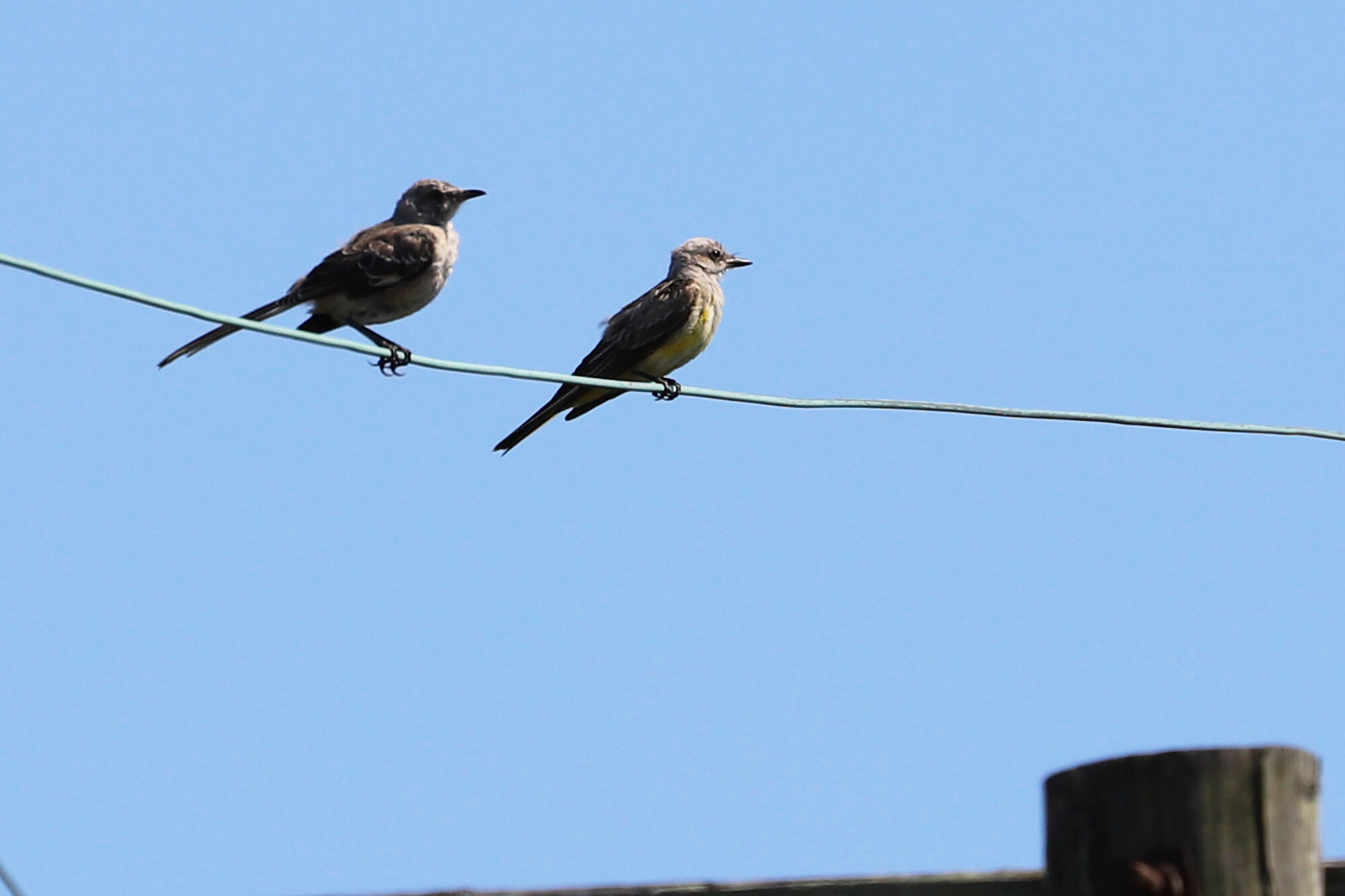  Northern Mockingbird &amp; Western Kingbird / Back Bay NWR / 22 Sep 