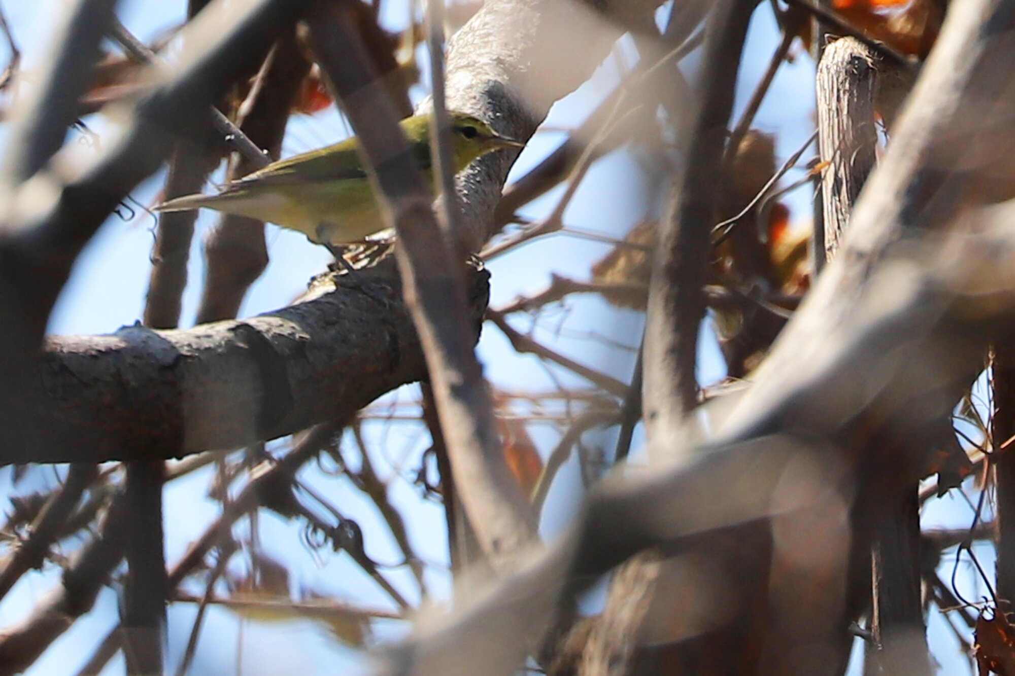  TENNESSEE WARBLER at Back Bay NWR on 22 Sep; please click this photo to advance to the next, each of these are rarities from September! 