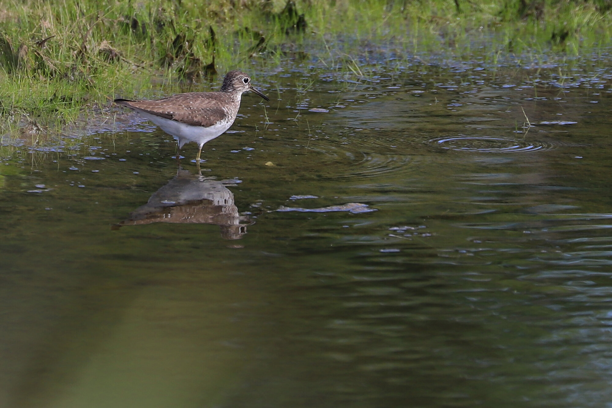  Solitary Sandpiper / Princess Anne WMA Whitehurst Tract / 1 Sep 