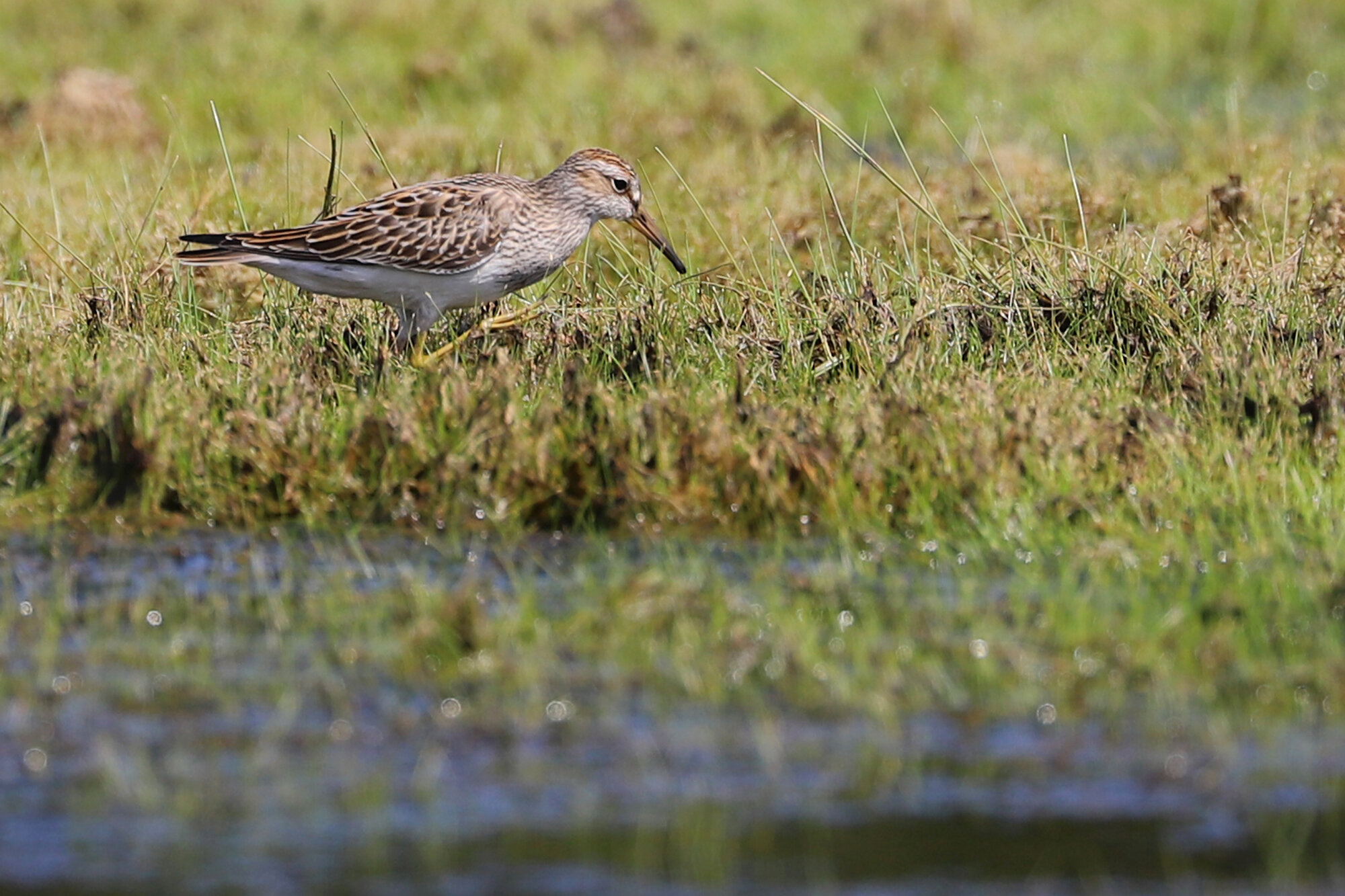  Pectoral Sandpiper / Princess Anne WMA Whitehurst Tract / 1 Sep 