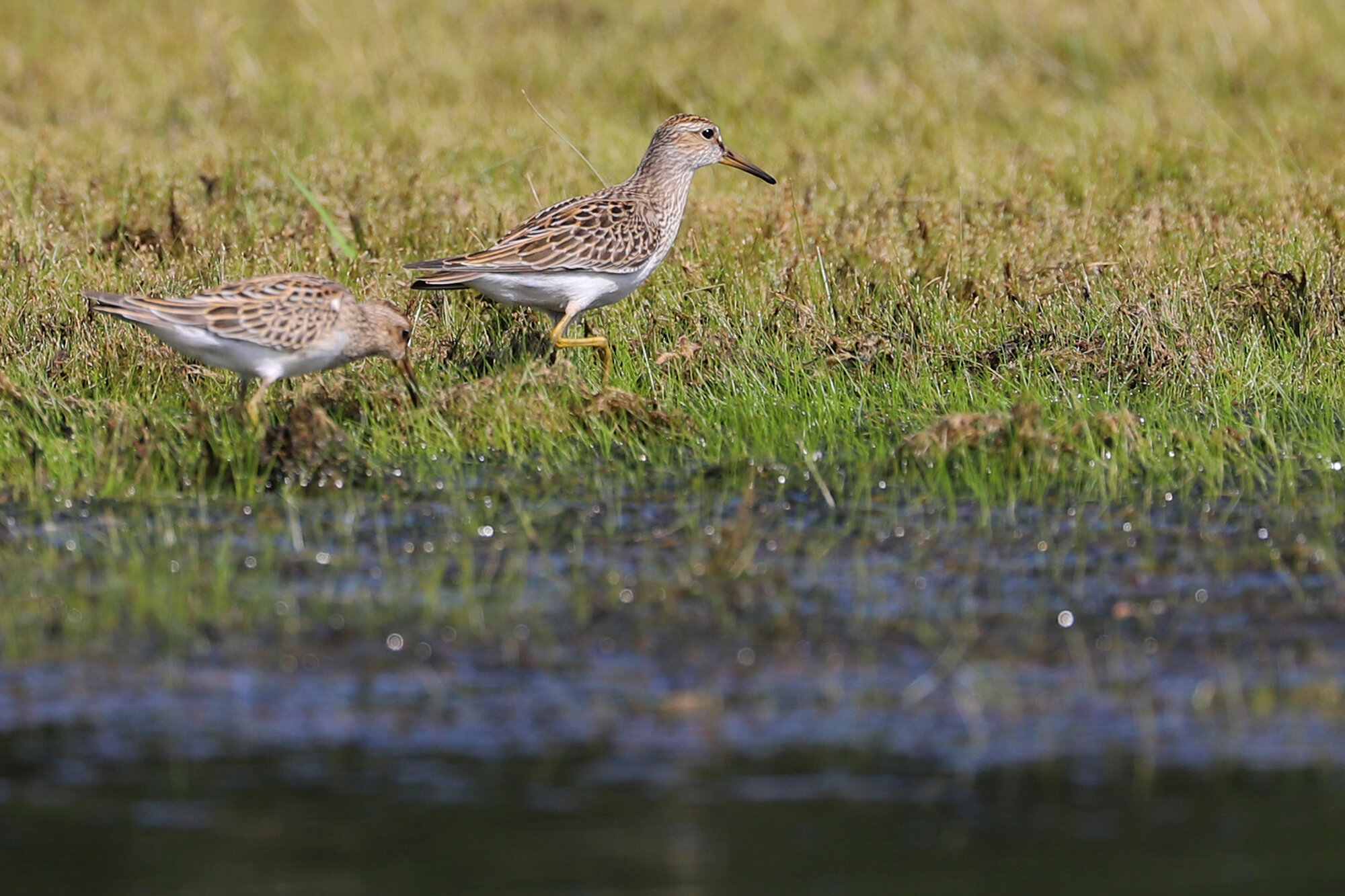  Pectoral Sandpipers / Princess Anne WMA Whitehurst Tract / 1 Sep 