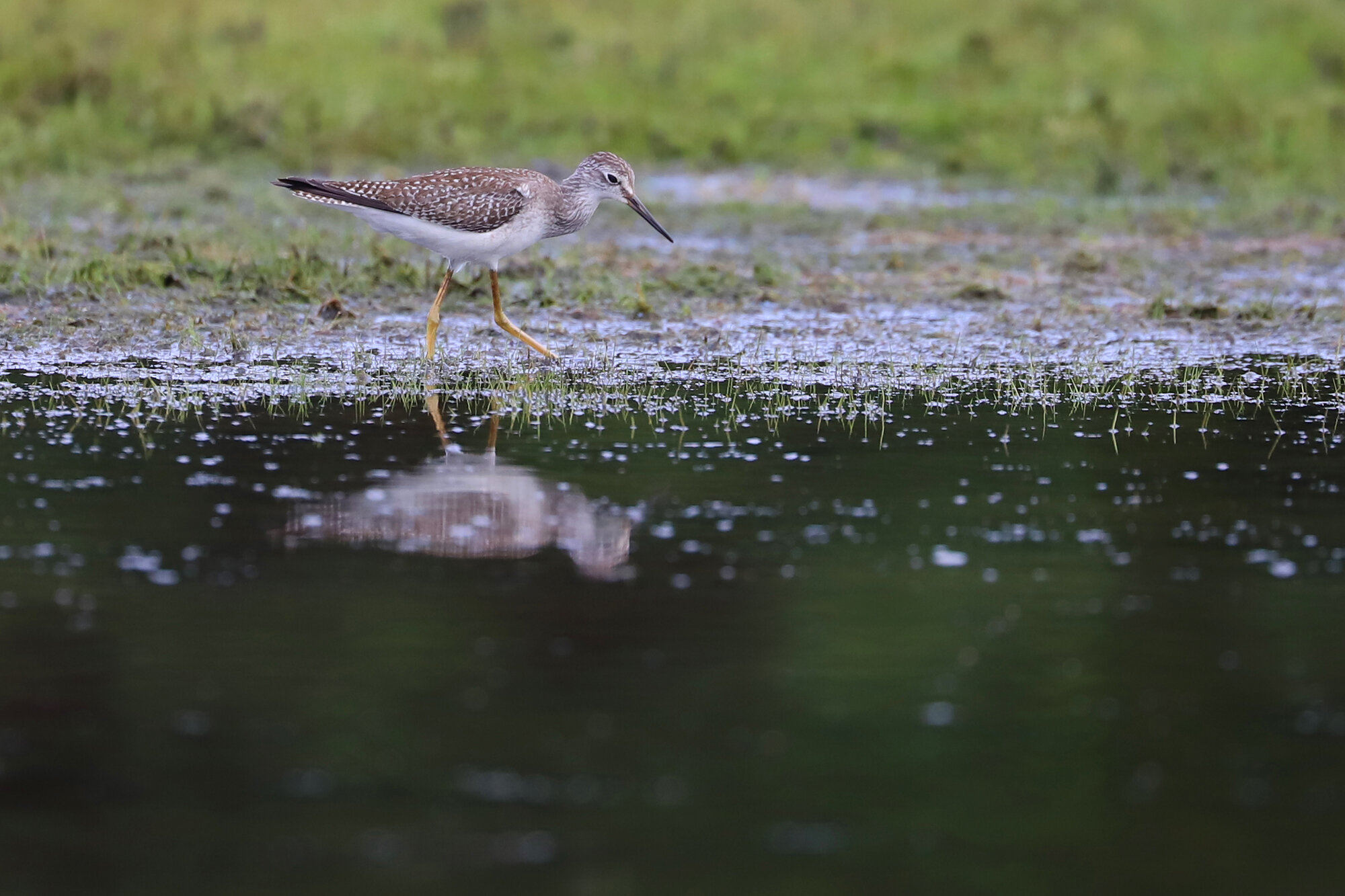  Lesser Yellowlegs / Princess Anne WMA Whitehurst Tract / 15 Sep 