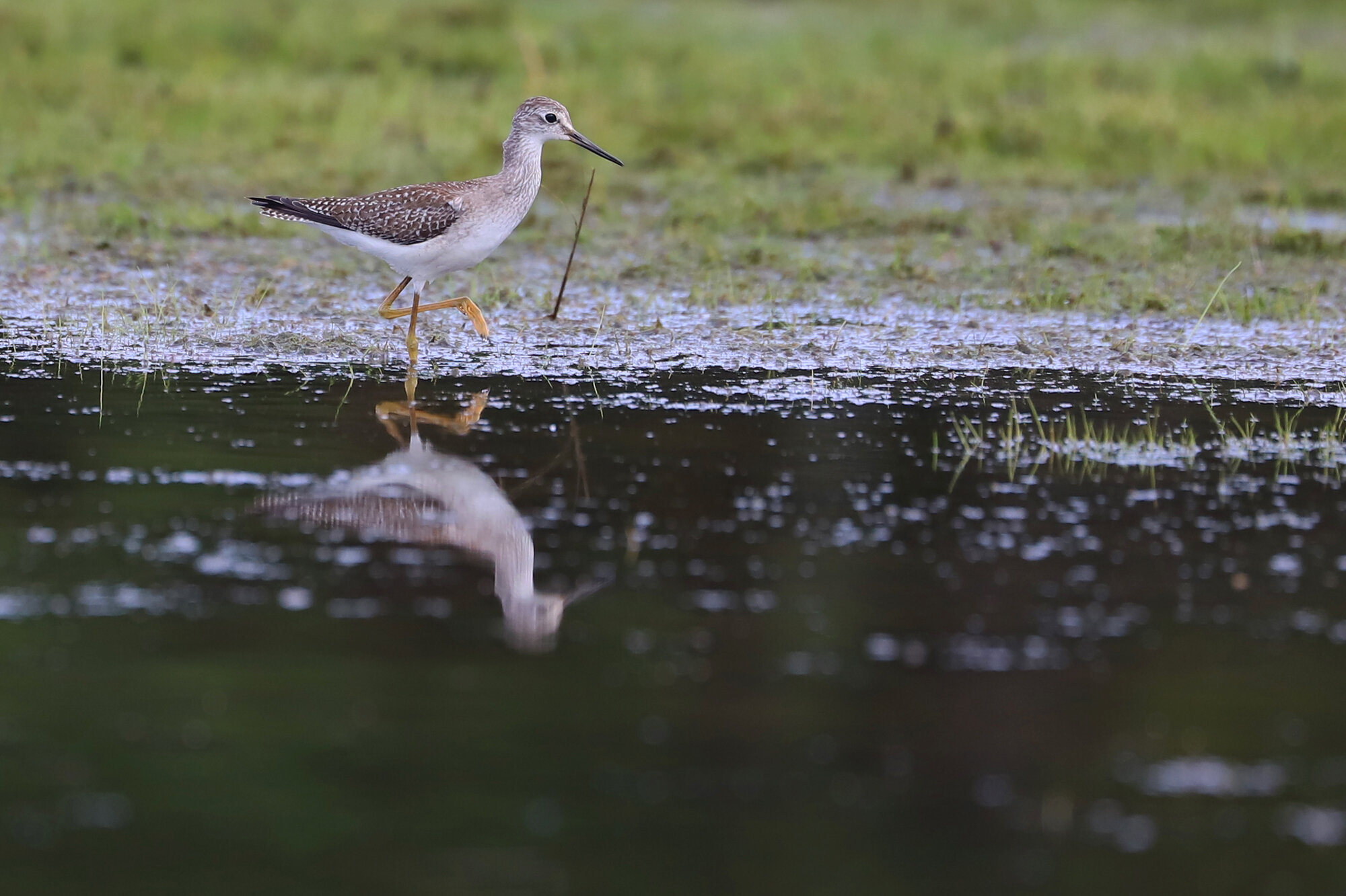  Lesser Yellowlegs / Princess Anne WMA Whitehurst Tract / 15 Sep 