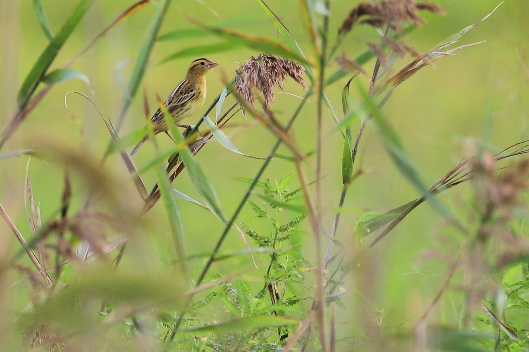  Bobolink at Whitehurst Tract on Sep 15; please click this photo to advance to the next, each of these are transients from September! 