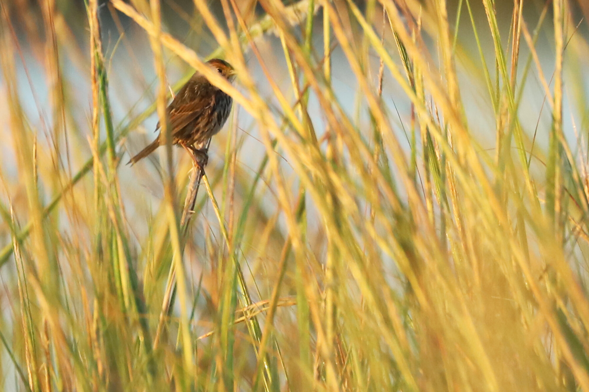  Nelson's/Saltmarsh Sparrow / Pleasure House Point NA / 21 Sep 