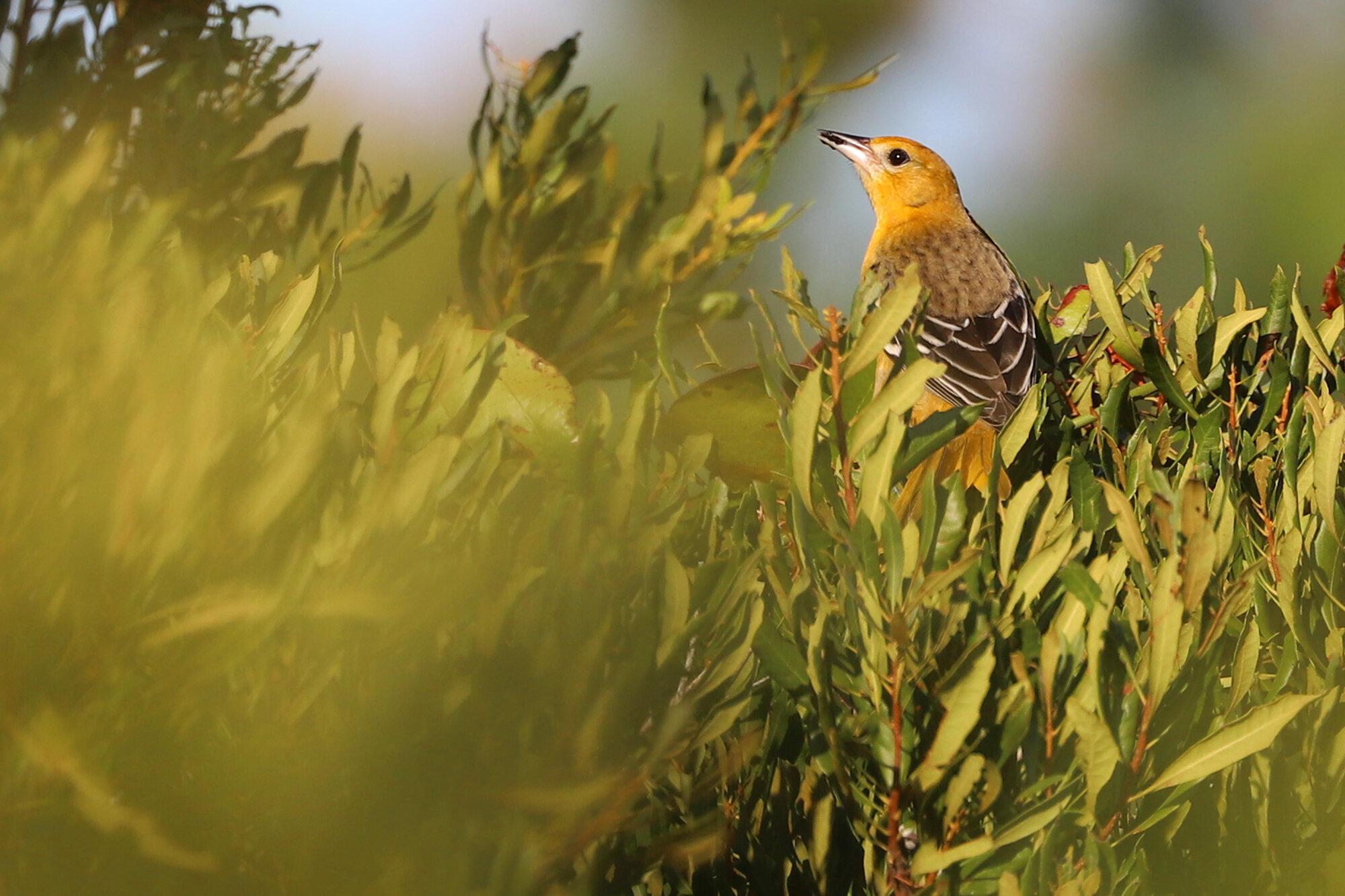  Baltimore Oriole / Back Bay NWR / 21 Sep 