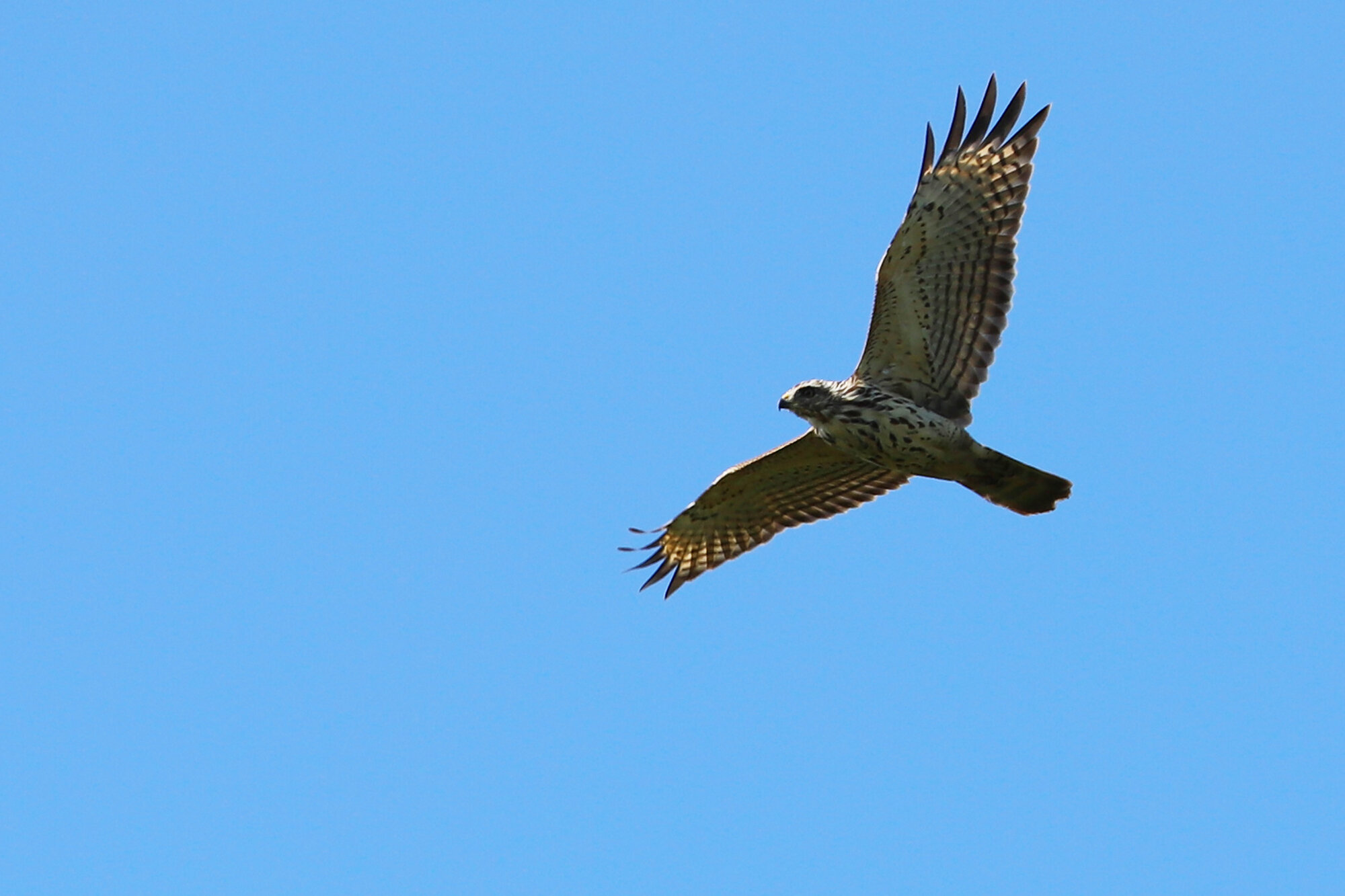  Red-shouldered Hawk / Princess Anne WMA Whitehurst Tract / 1 Sep 