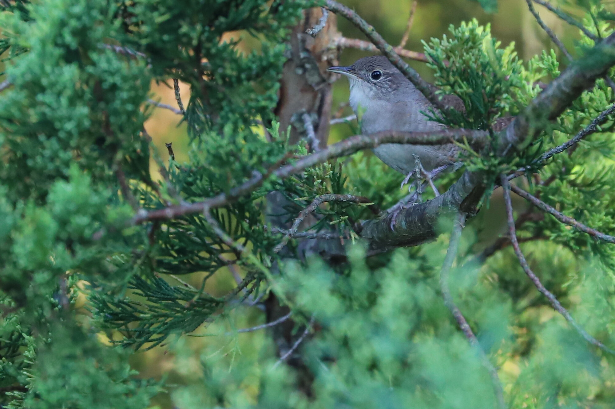  House Wren at Pleasure House Point NA on 7 Sep; please click this photo to advance to the next, each of these are year-round residents observed in September! 